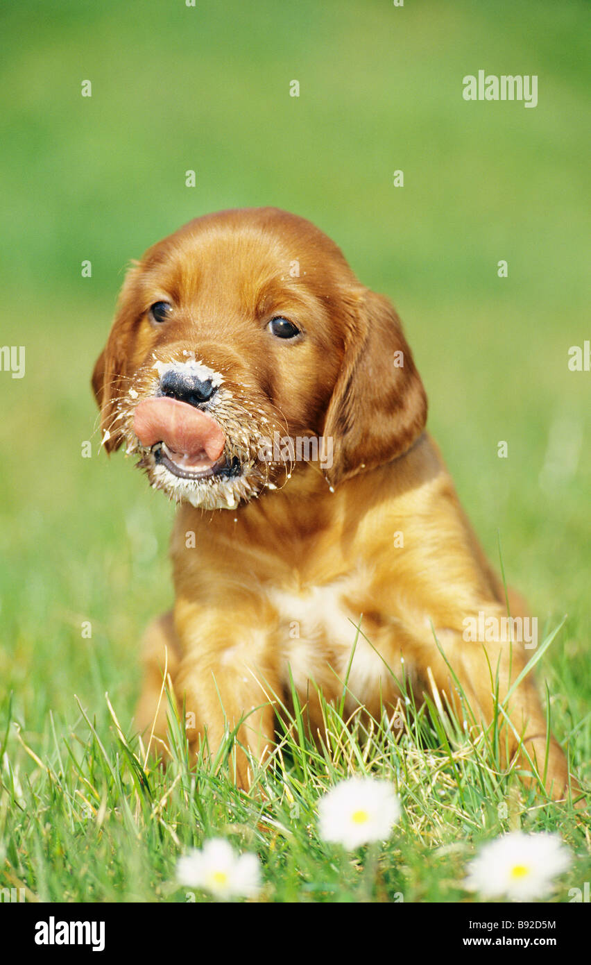 Irish Setter dog puppy licking its mouth Stock Photo
