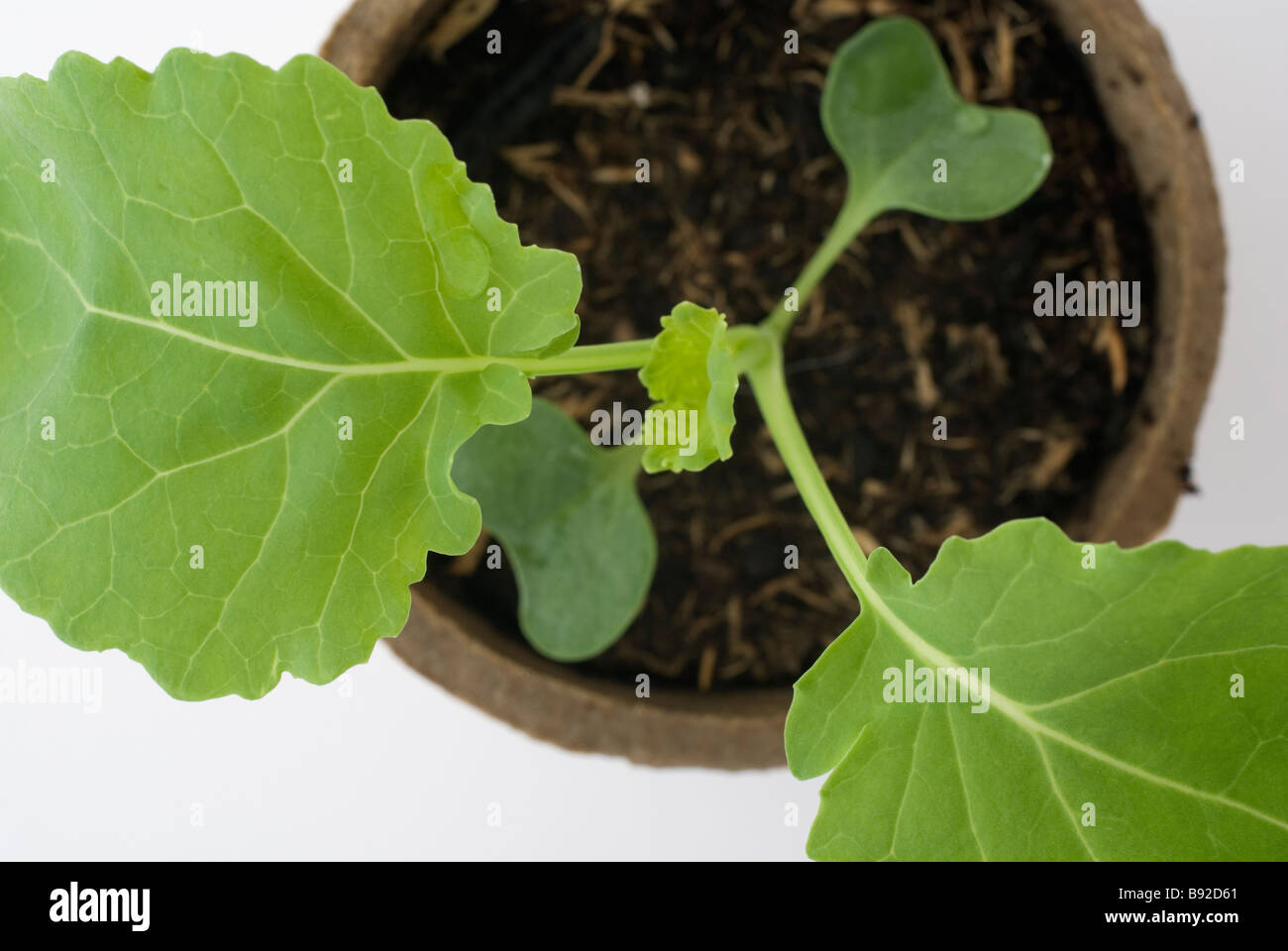 Kale seedling plant Stock Photo Alamy