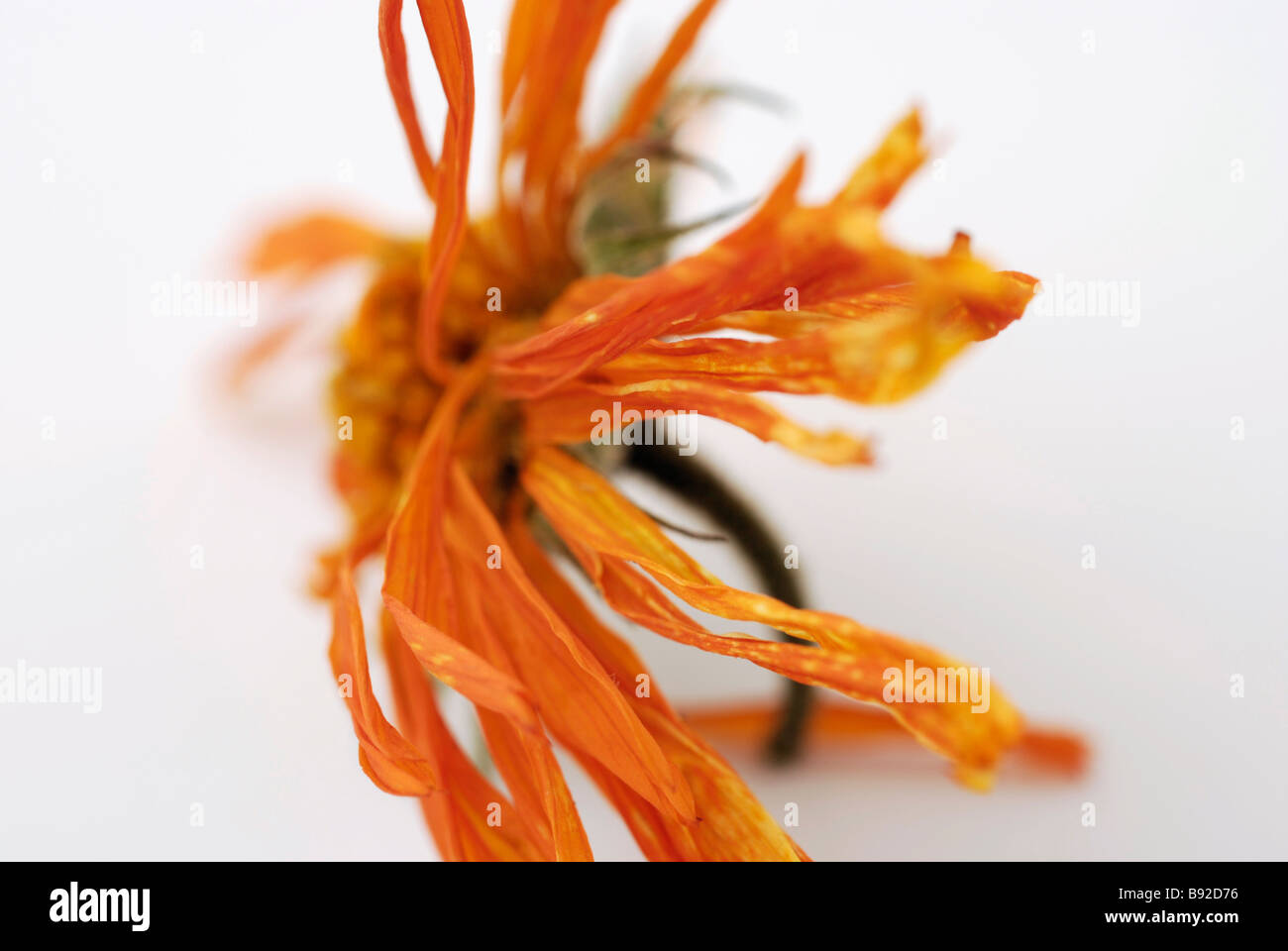 Dried Pot Marigold flower (Calendula) Stock Photo