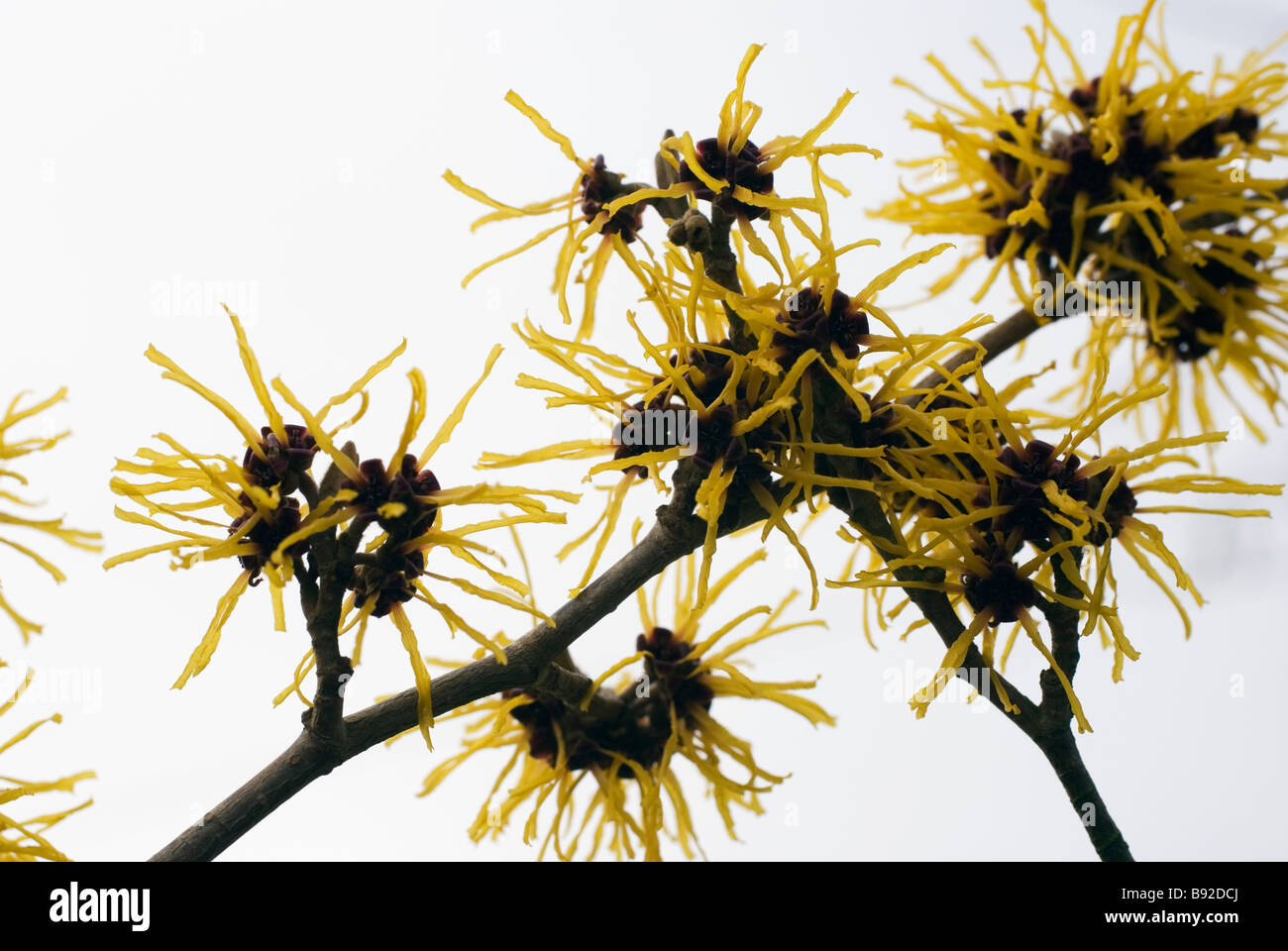 Witch Hazel High Resolution Stock Photography and Images - Alamy