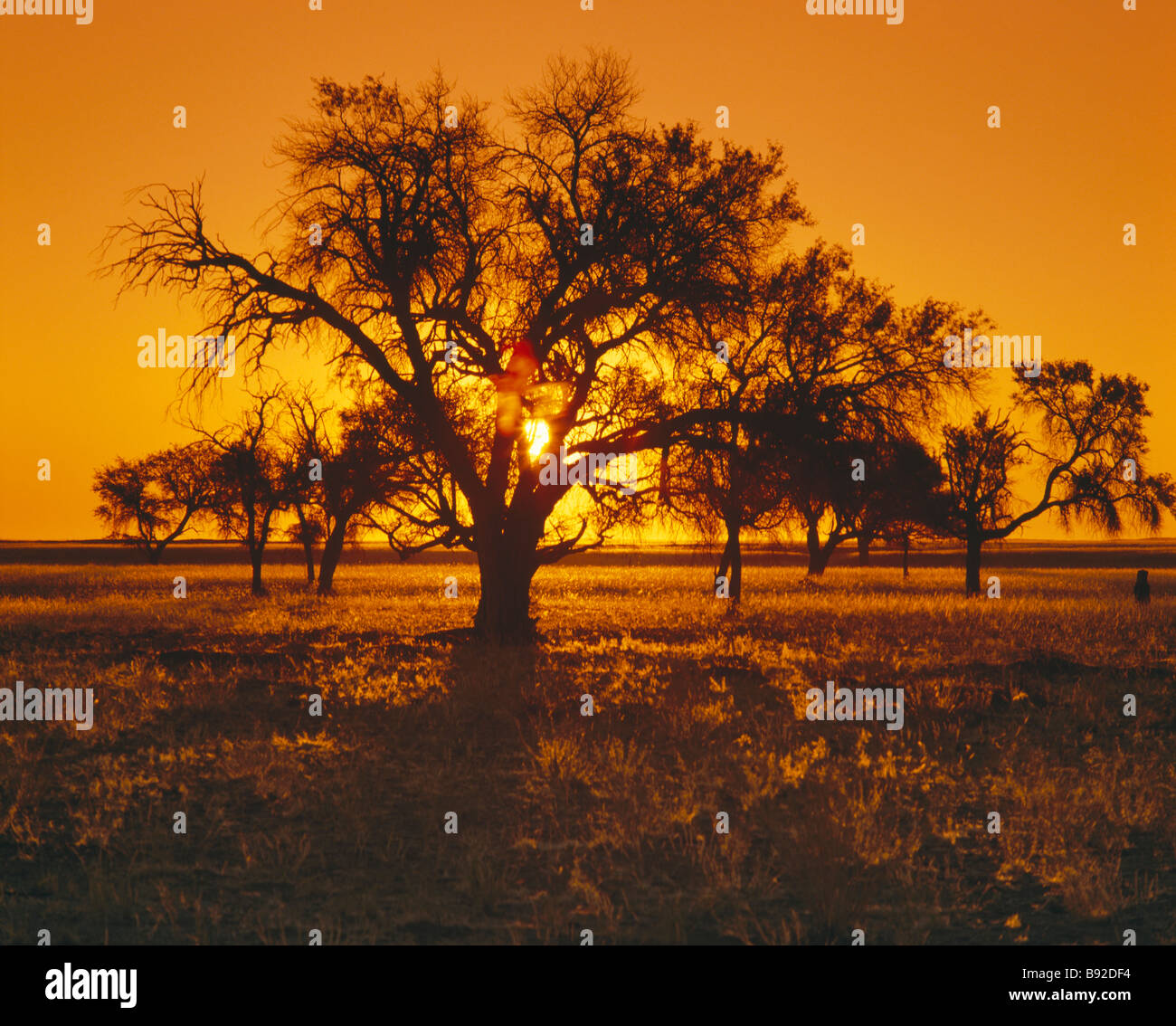 Silhouette of a Thorn tree Acacia nigrescens against a red sunset Northern Cape Province South Africa Stock Photo