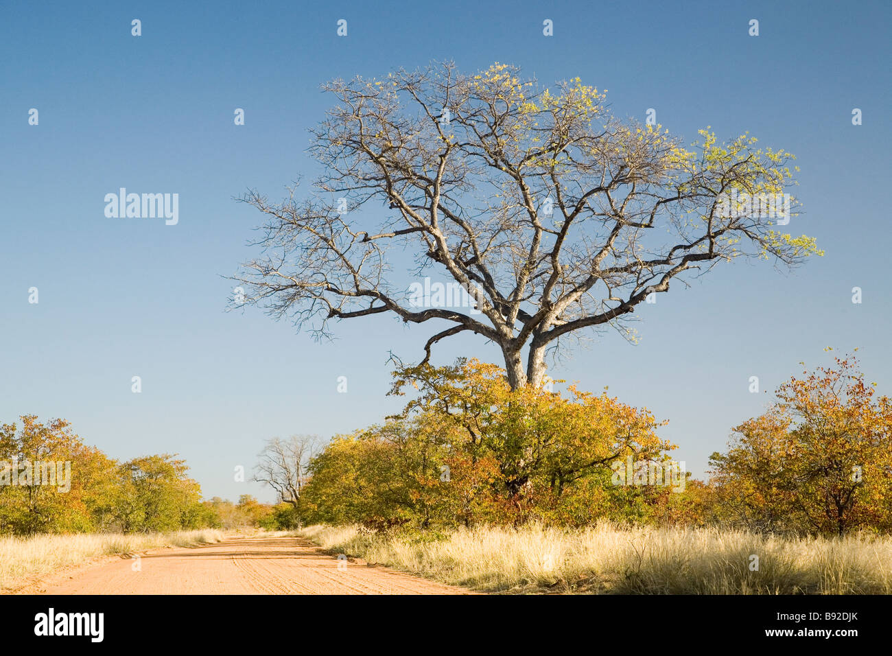 Dirt Road through Mopani trees Colophospermum mopane Kruger National Park Mpumalanga Province South Africa Stock Photo