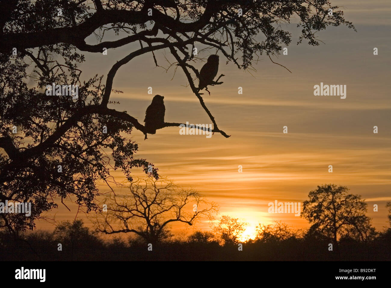 Giant Eagle Owls silhouetted at sunrise over the Shingwedzi River Kruger National Park Mpumalanga Province South Africa Stock Photo