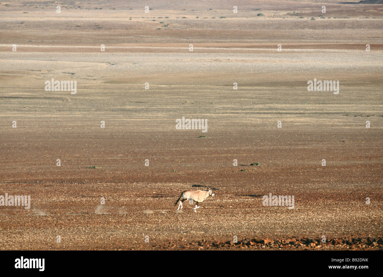 Lone Gemsbok Oryx gazelle on desert plain Skeleton Coast Namibia Africa Stock Photo