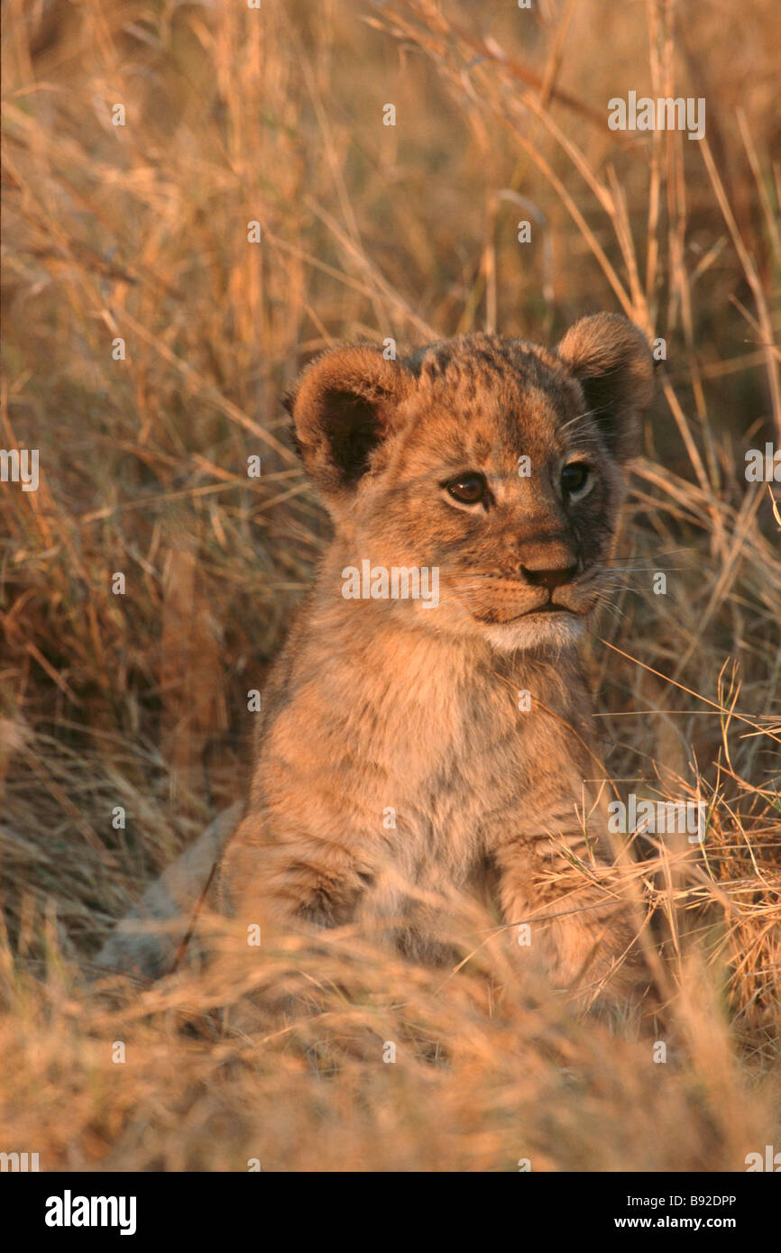 Lion sitting up hi-res stock photography and images - Alamy