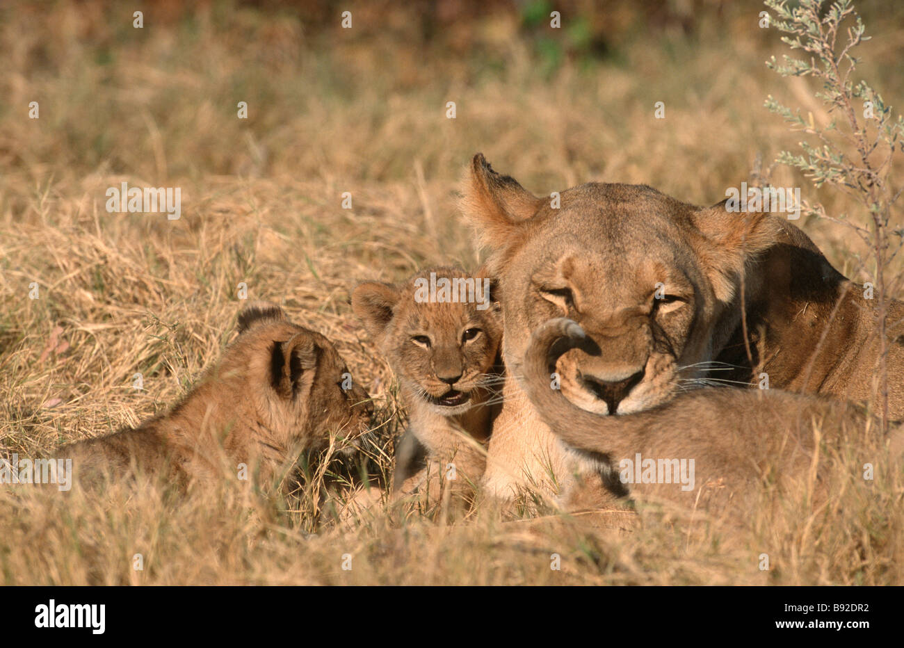 African Lioness Panthera leo with her with her three cubs Okavango ...
