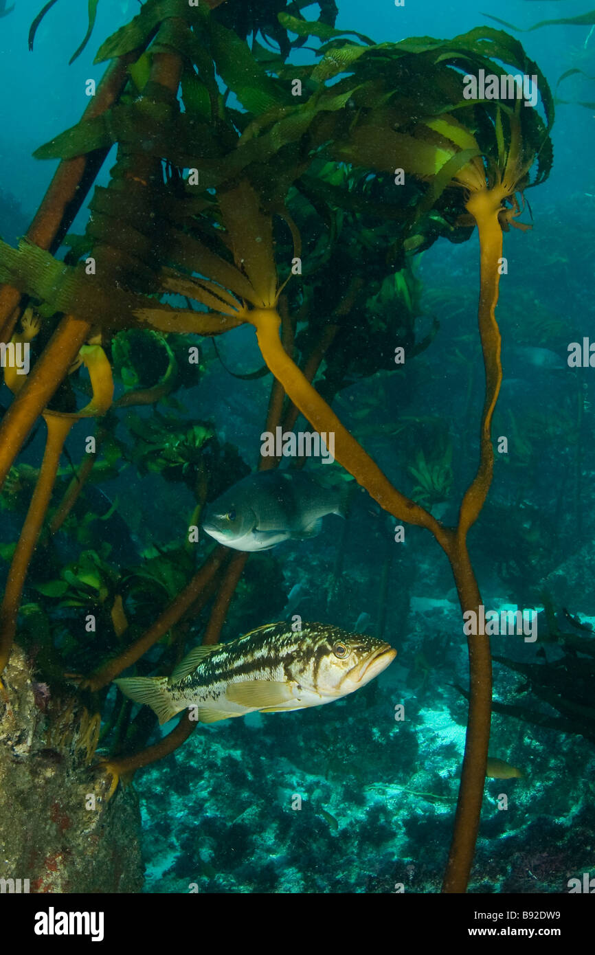 Kelp Bass Paralabrax clathratus San Benito Island Baja California