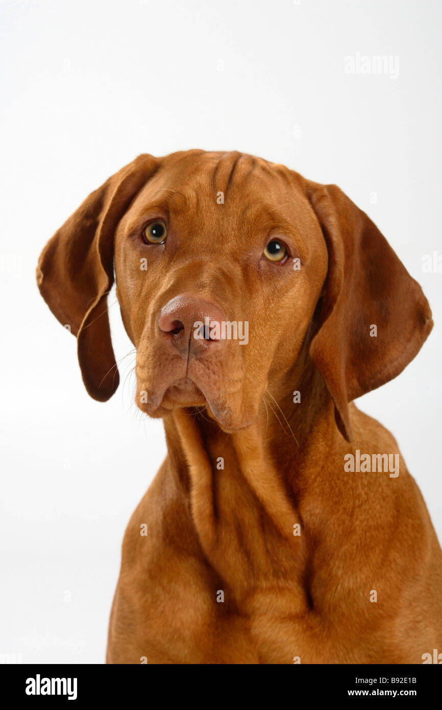 Magyar Vizsla Hungarian Pointer Stock Photo