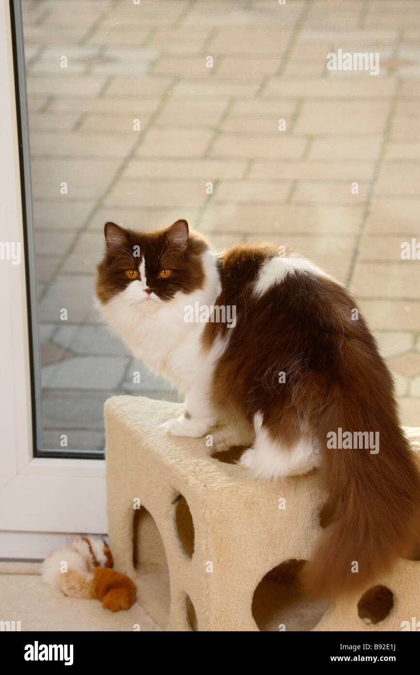 British Longhair Cat Chocolate White Highlander Lowlander Britanica Stock Photo Alamy