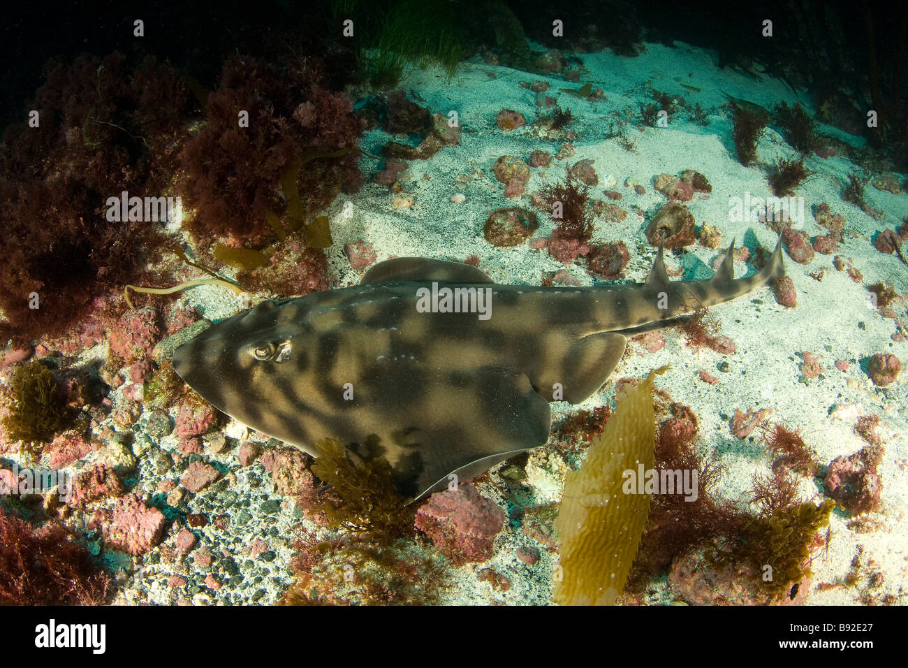Banded Guitarfish Zapteryx exasperata a type of shark San Benito Island Baja California Mexico Stock Photo