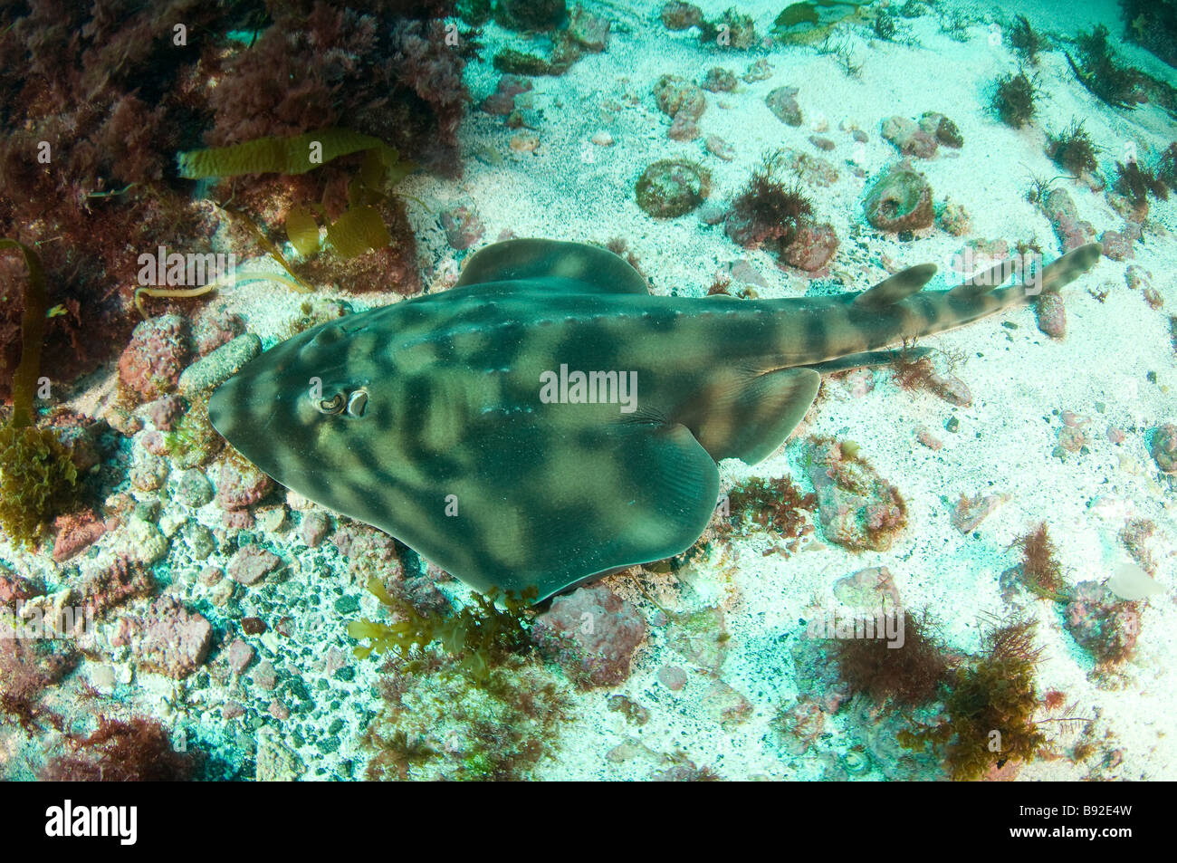 Banded Guitarfish Zapteryx exasperata a type of shark San Benito Island Baja California Mexico Stock Photo