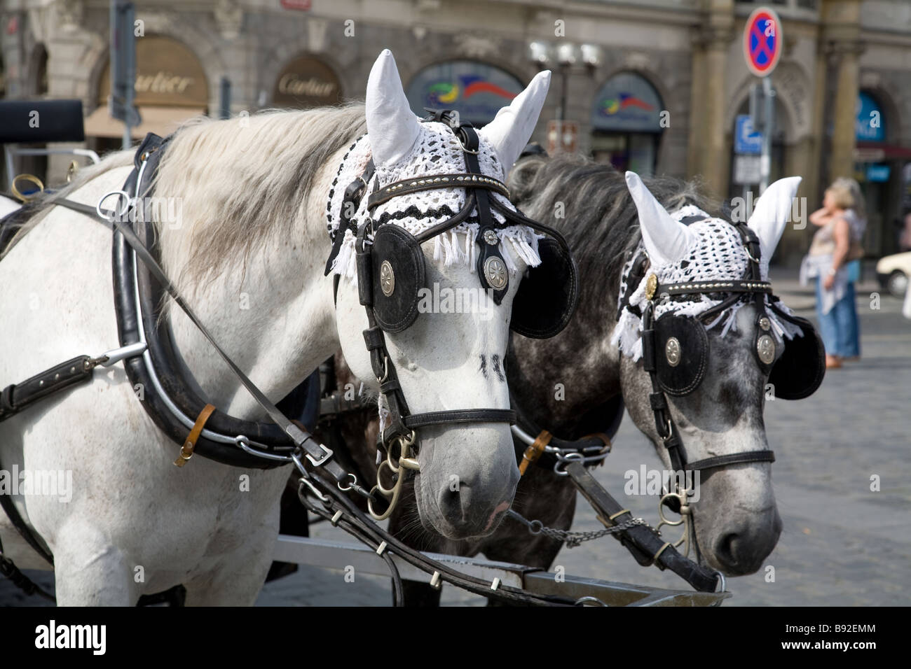 Two horses used to pull carriages for tourists in Prague Czech Republic
