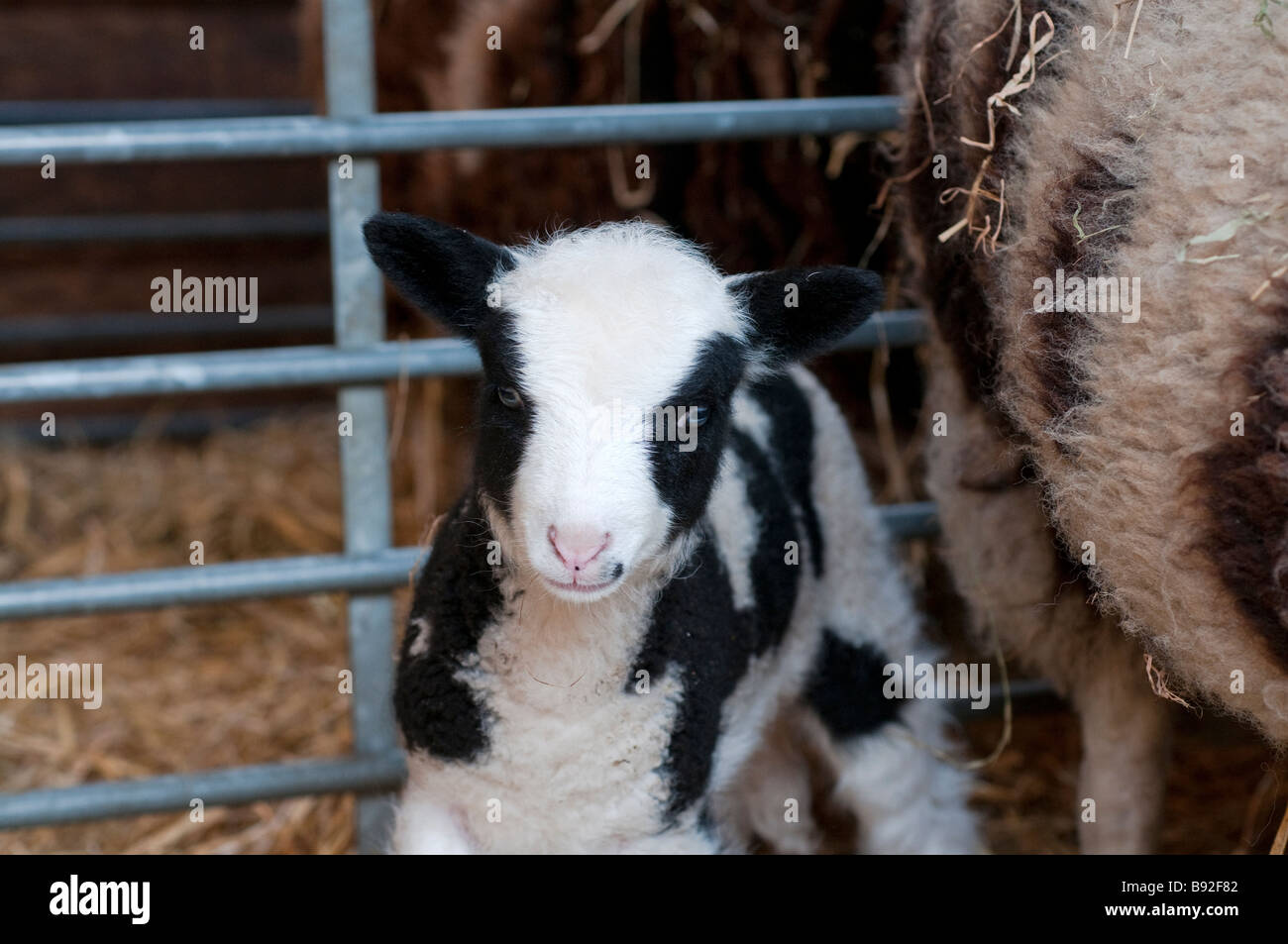 A Jacobs lamb next to mom in the pen Stock Photo - Alamy