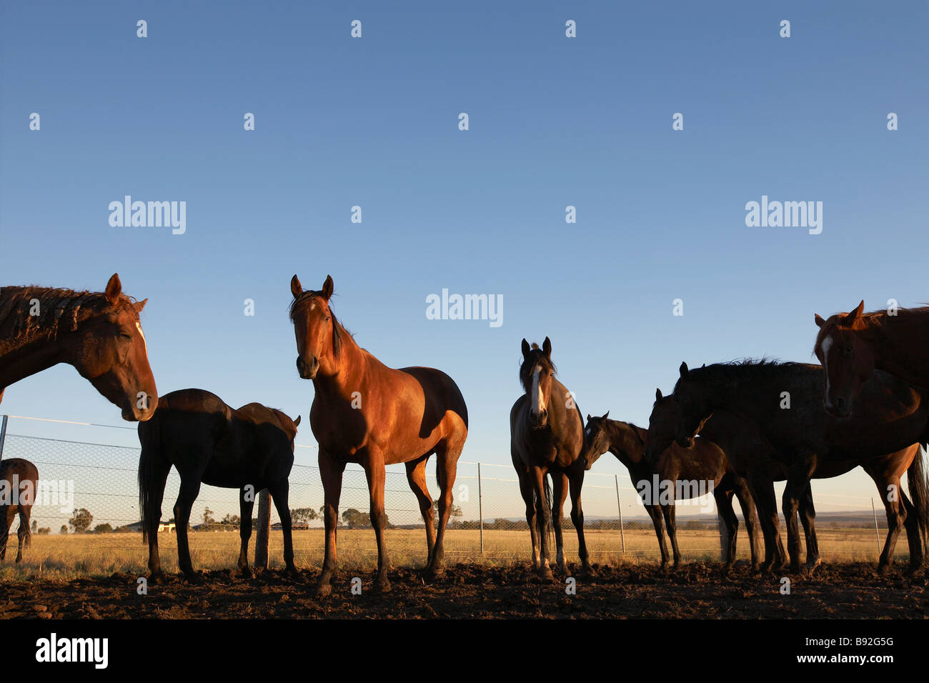 Group of horses in a paddock Stock Photo