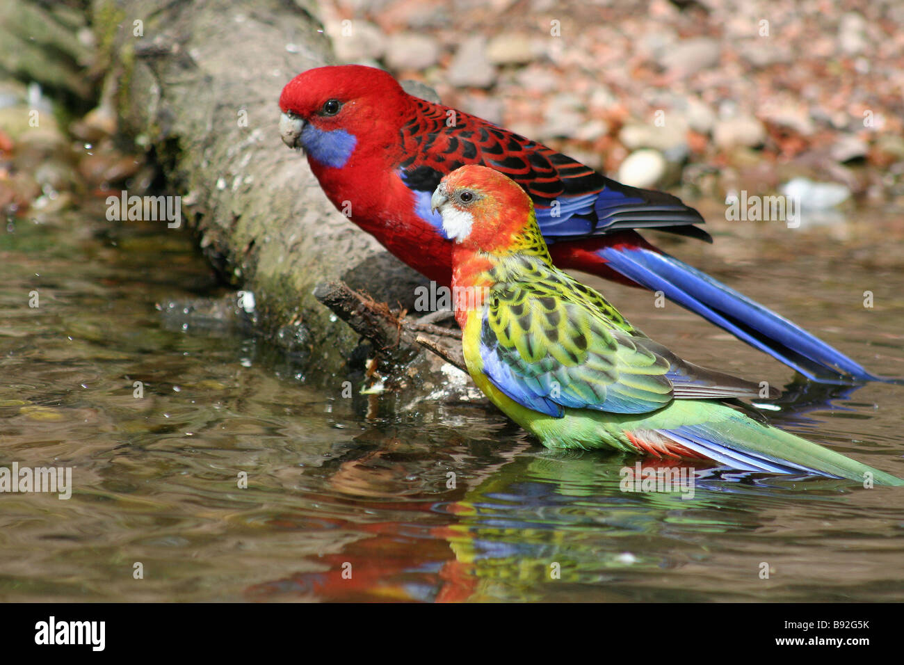 two Eastern Rosellas in water / Platycercus eximius Stock Photo Alamy