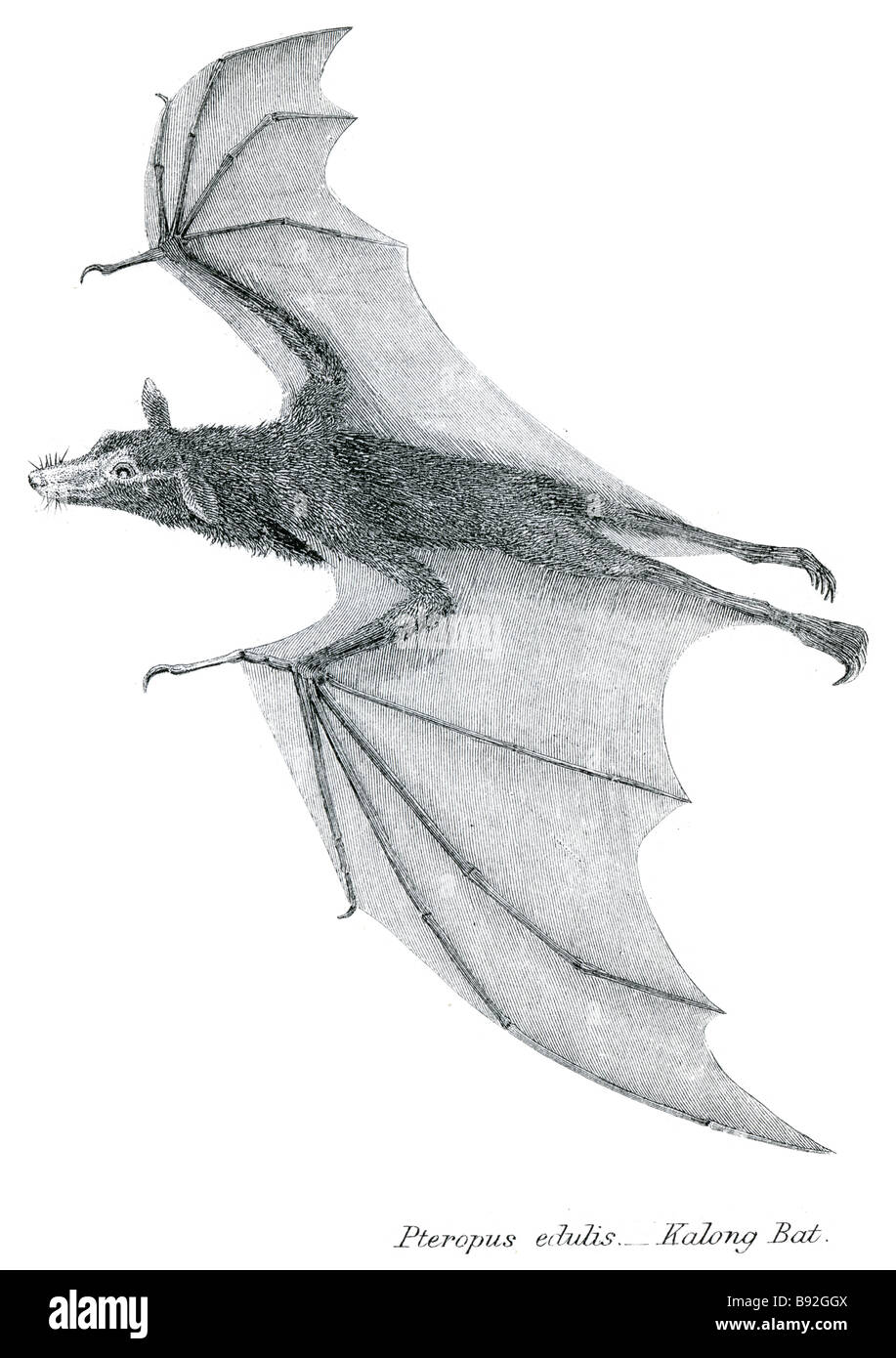 phyllostoma spectrum vampire bat Vampire bats are bats whose food