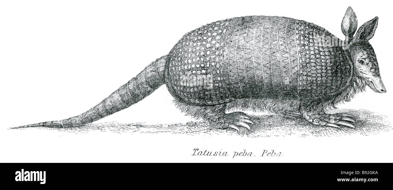 tatusia peba peba Armadillos are small placental mammals, known for having a leathery armor shell. The Dasypodidae are the only Stock Photo