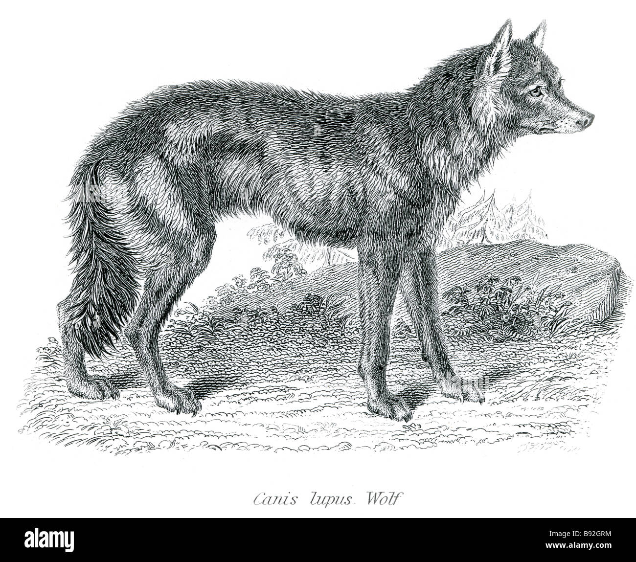 canis lupus wolf The Eurasian Wolf (Canis lupus lupus), also known as the Common Wolf, European Wolf, Carpathian Wolf, Steppes W Stock Photo