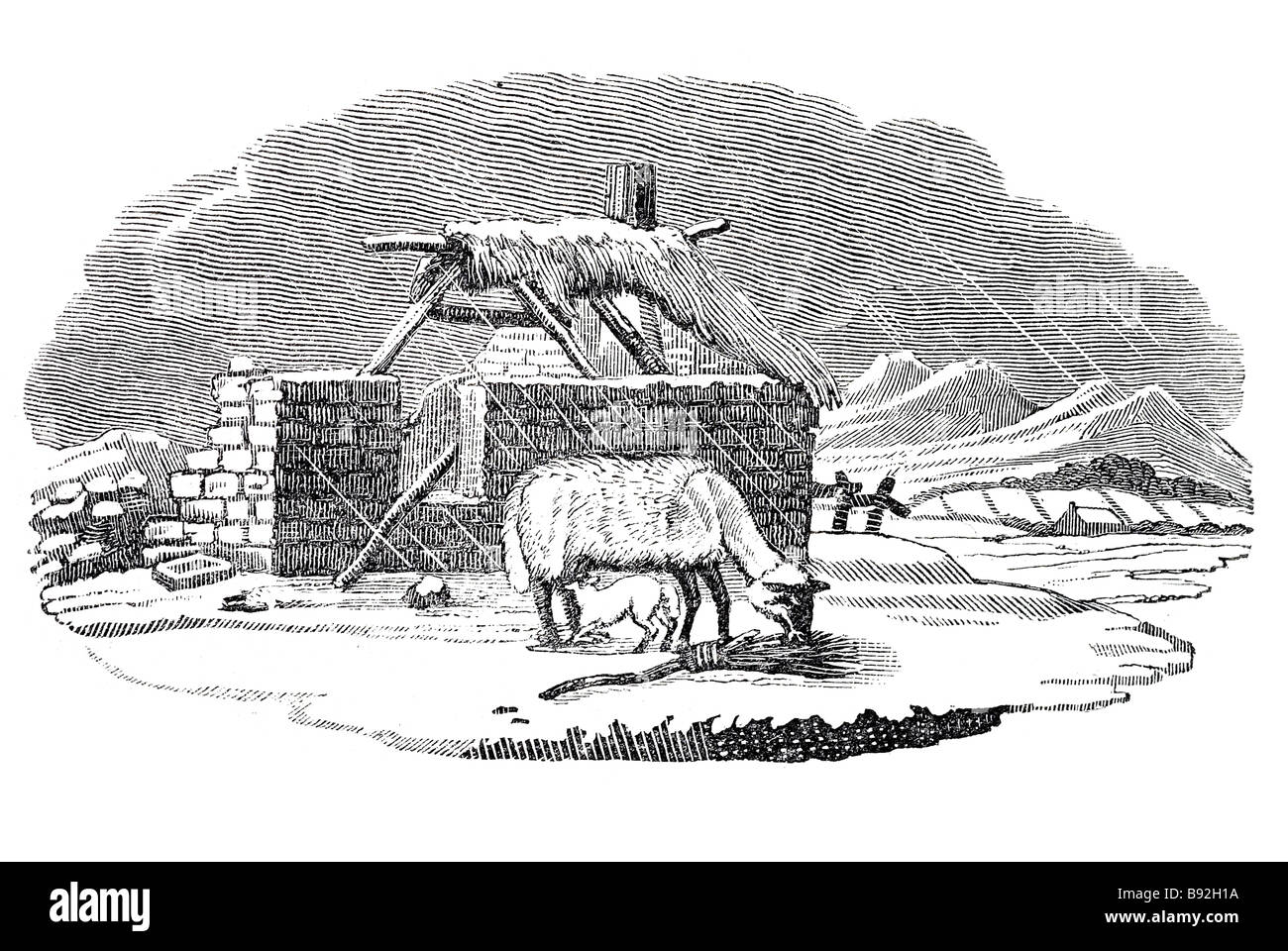 ruined cottage snow winter lean hungry ewe sheep lamb nibbling at old broom young weakly lamb sucking her milk teats hunger Thom Stock Photo