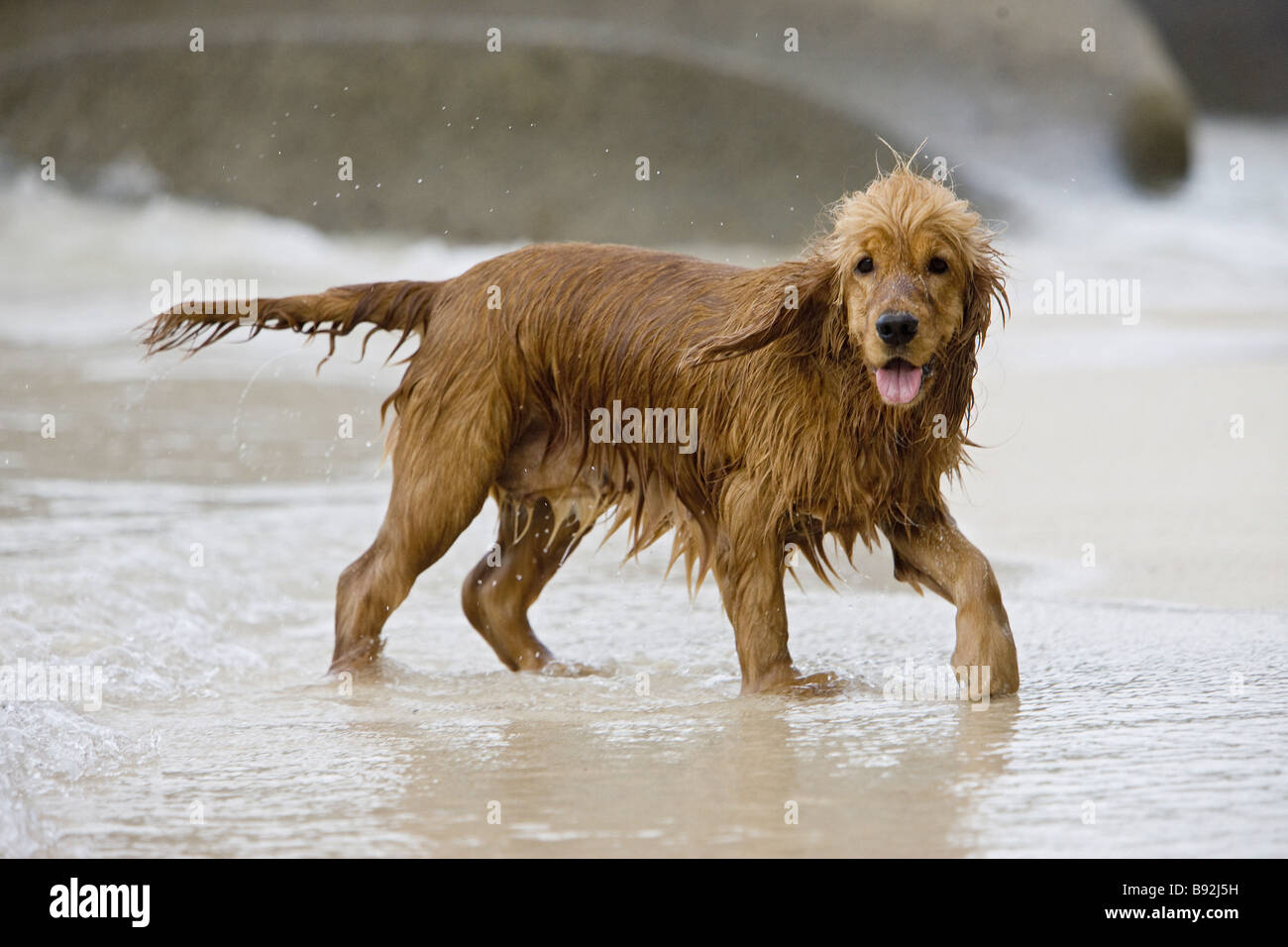 Cocker spaniel cheap water dog