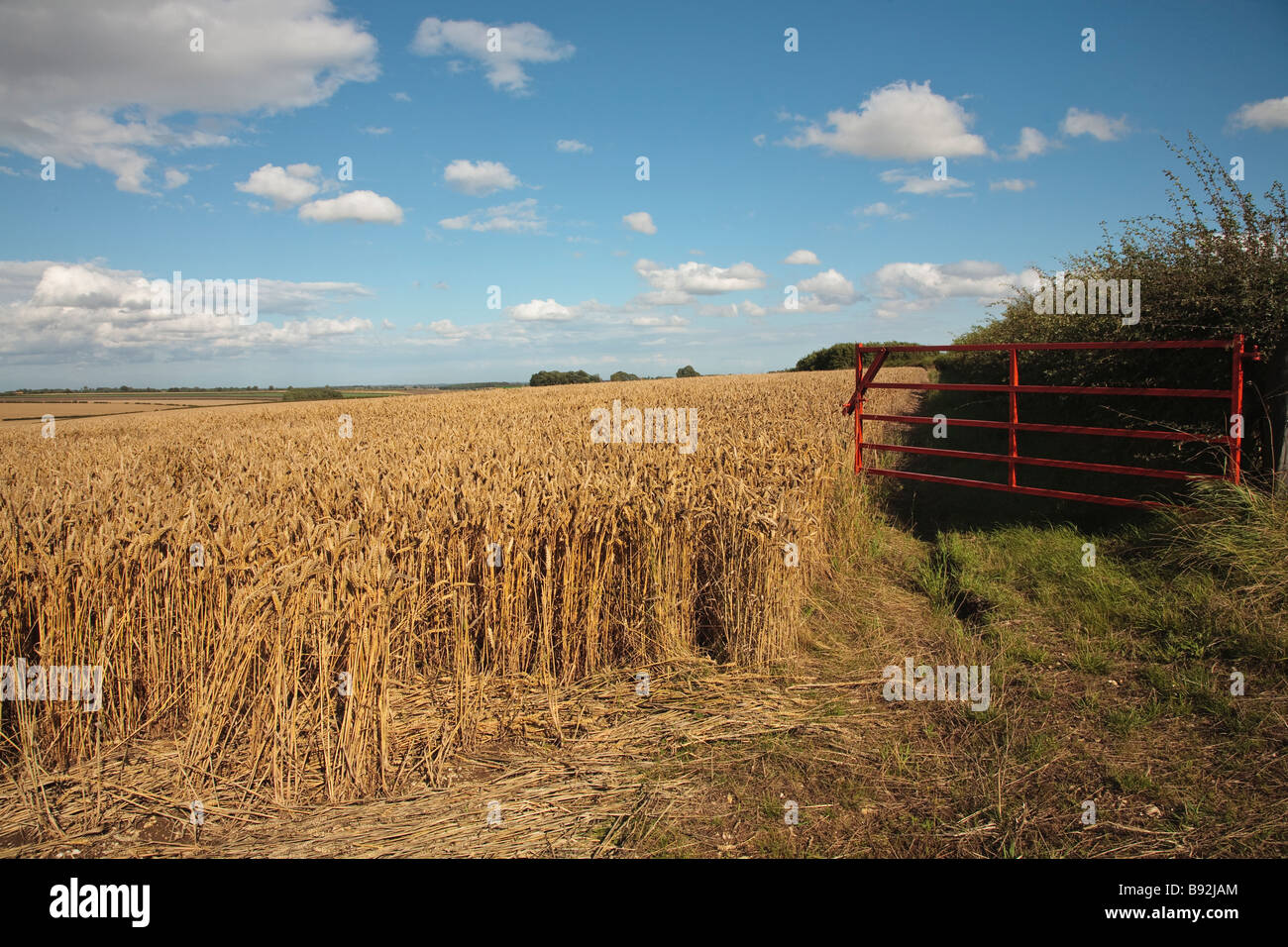 Wheat Field , near South Dalton, East Yorkshire, England, UK Stock
