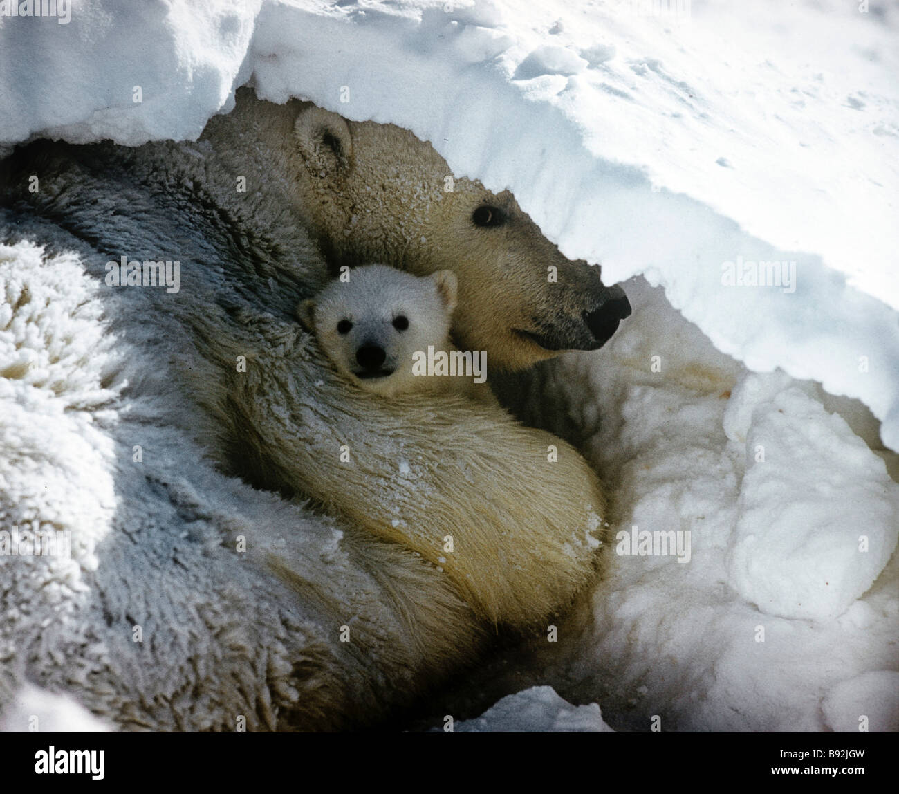 Wrangel Island Reserve: animals and plants 49 Wrangel Island Reserve: animals and plants 33