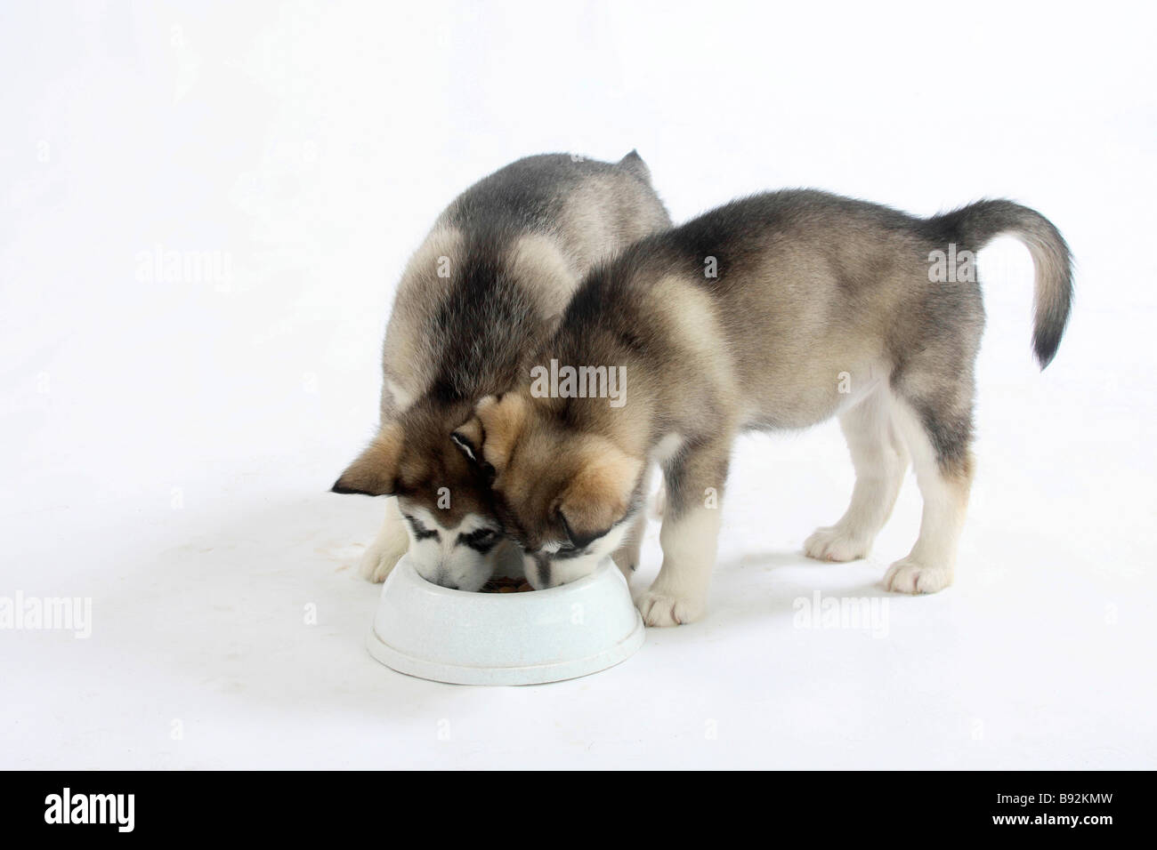 feeding puppies at 8 weeks feeding puppies at 8 weeks