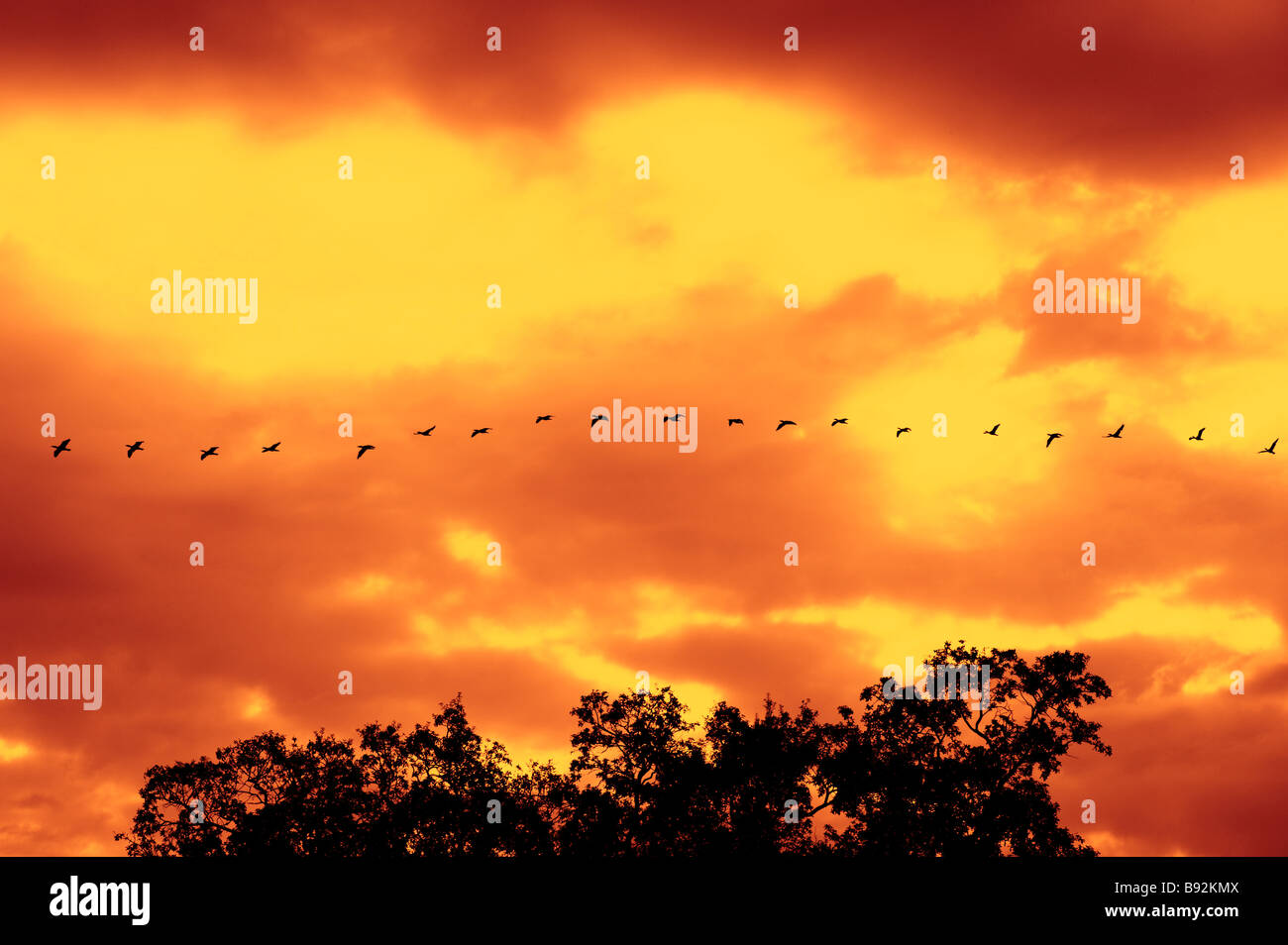 water birds flying in formation at sunrise in Florida USA Stock Photo