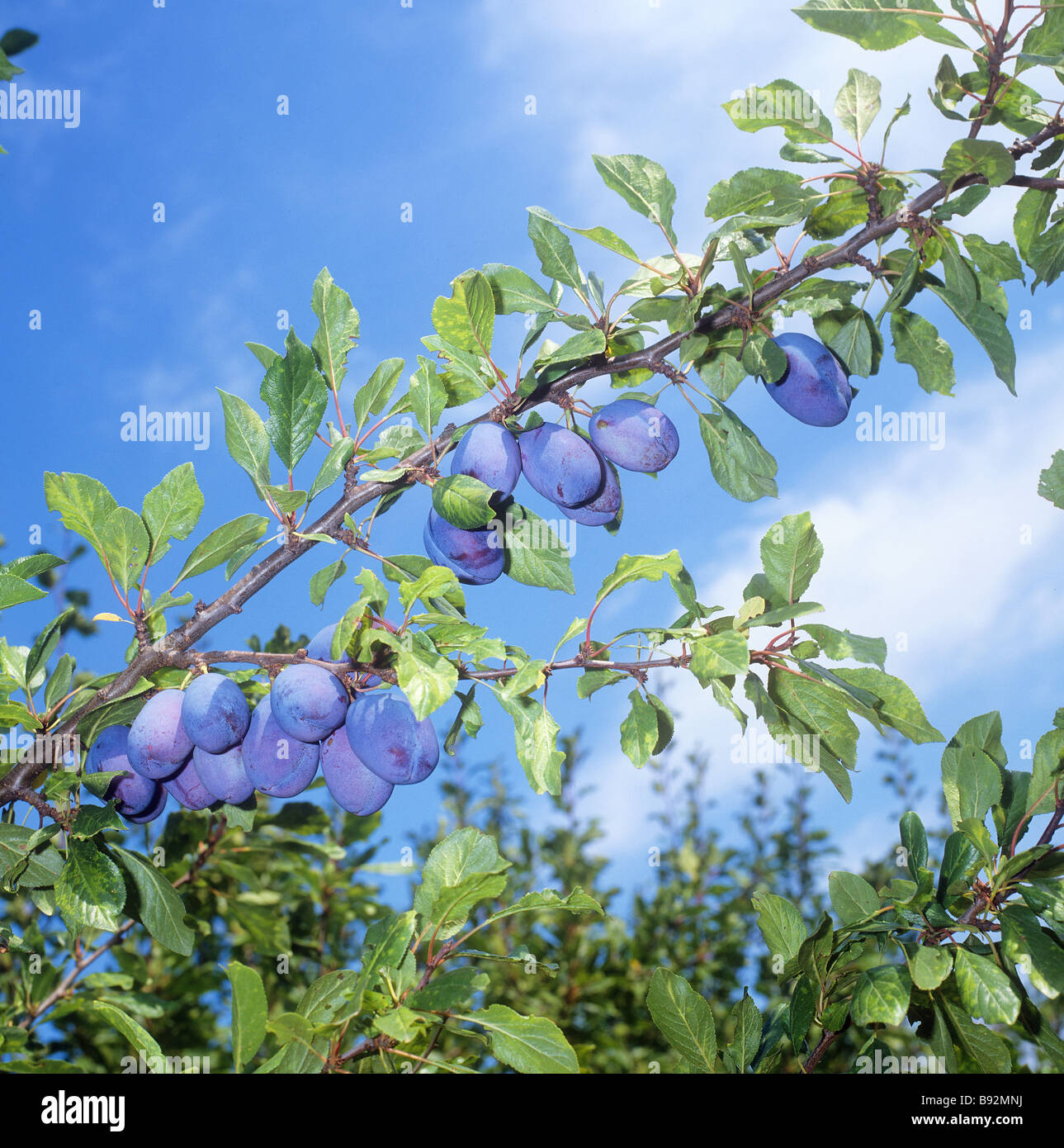 plums Stock Photo