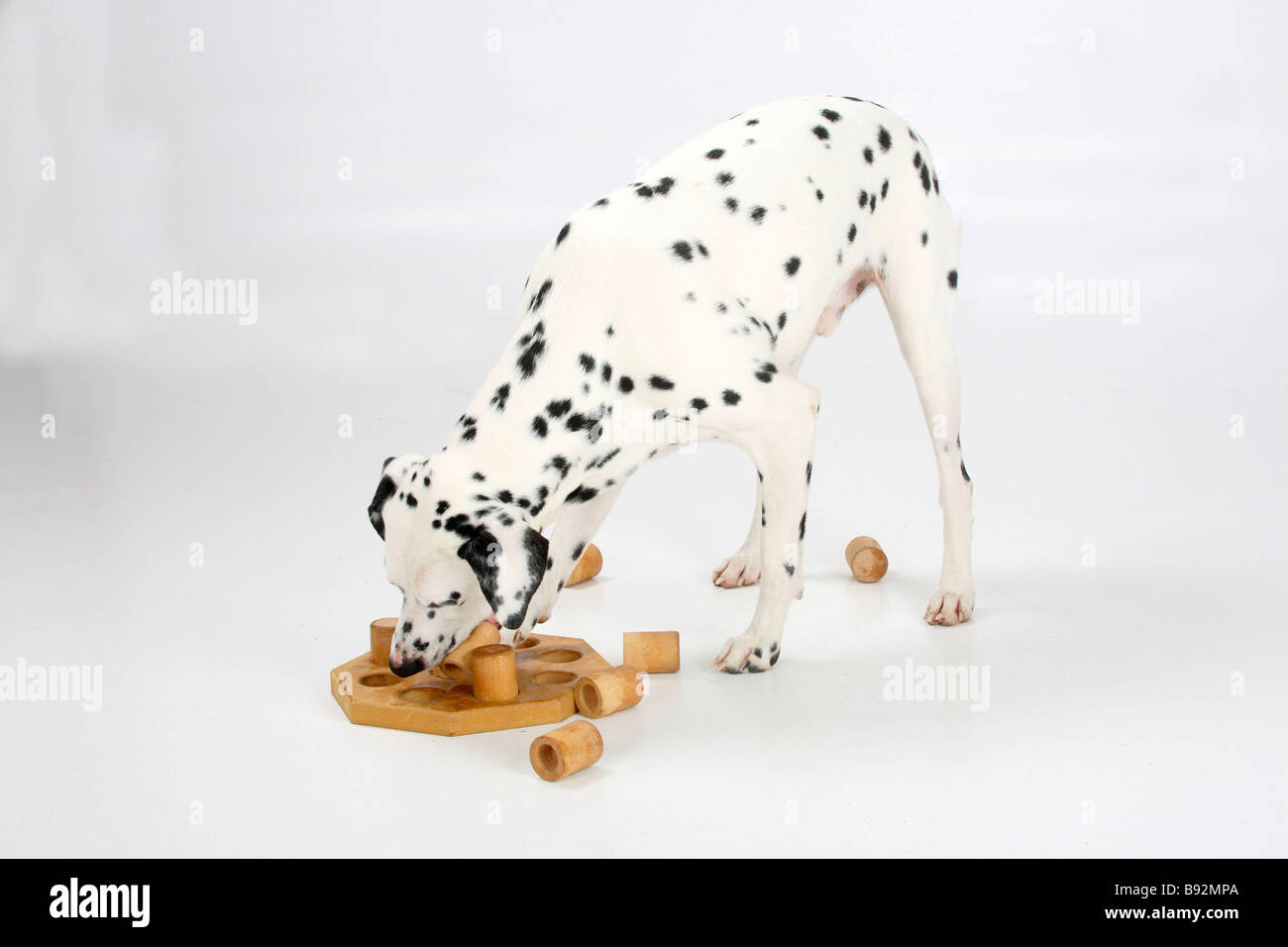 Dalmatian 4 years intelligence game toy Stock Photo