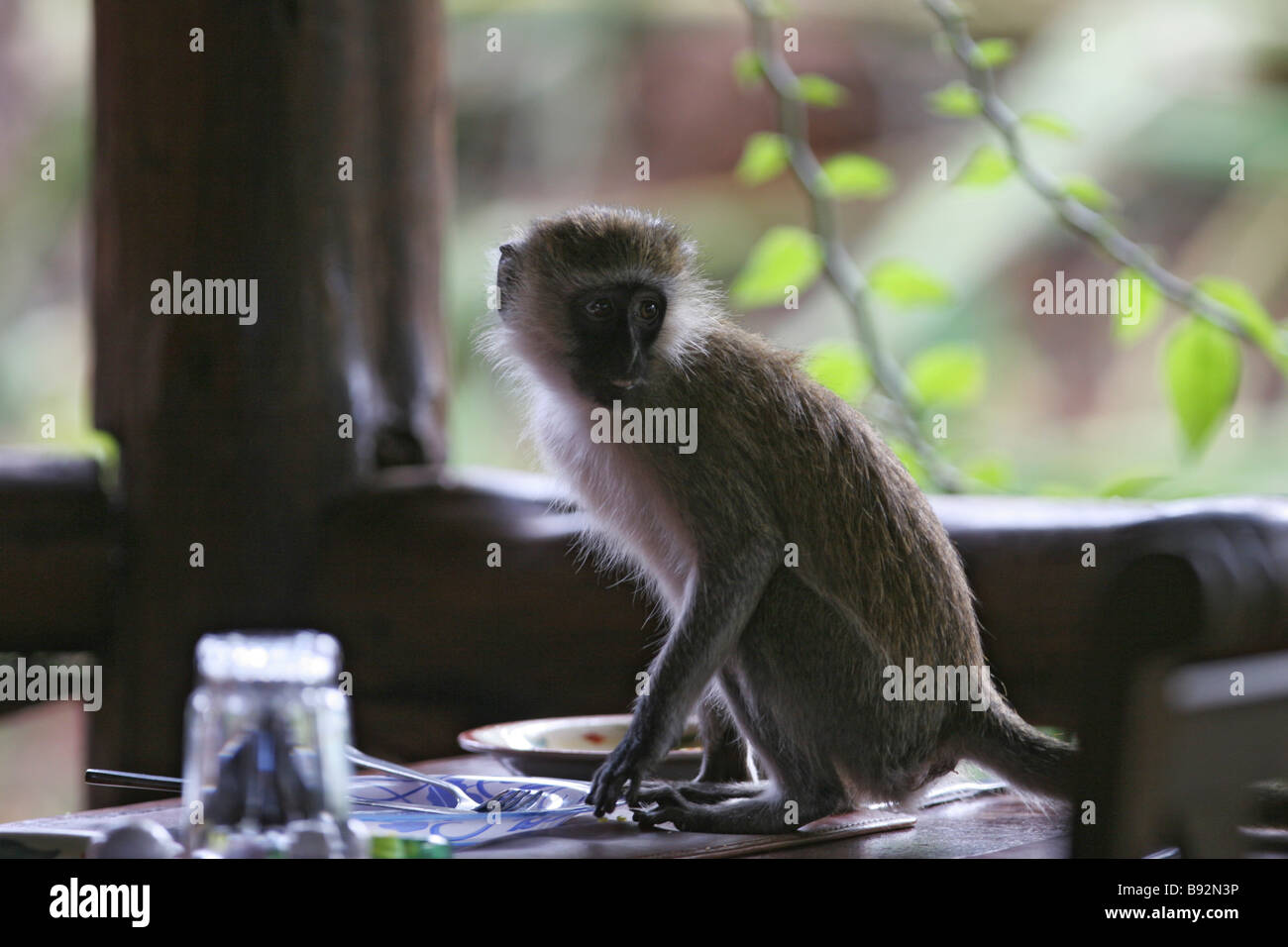 Meru National Park ,Kenya Stock Photo