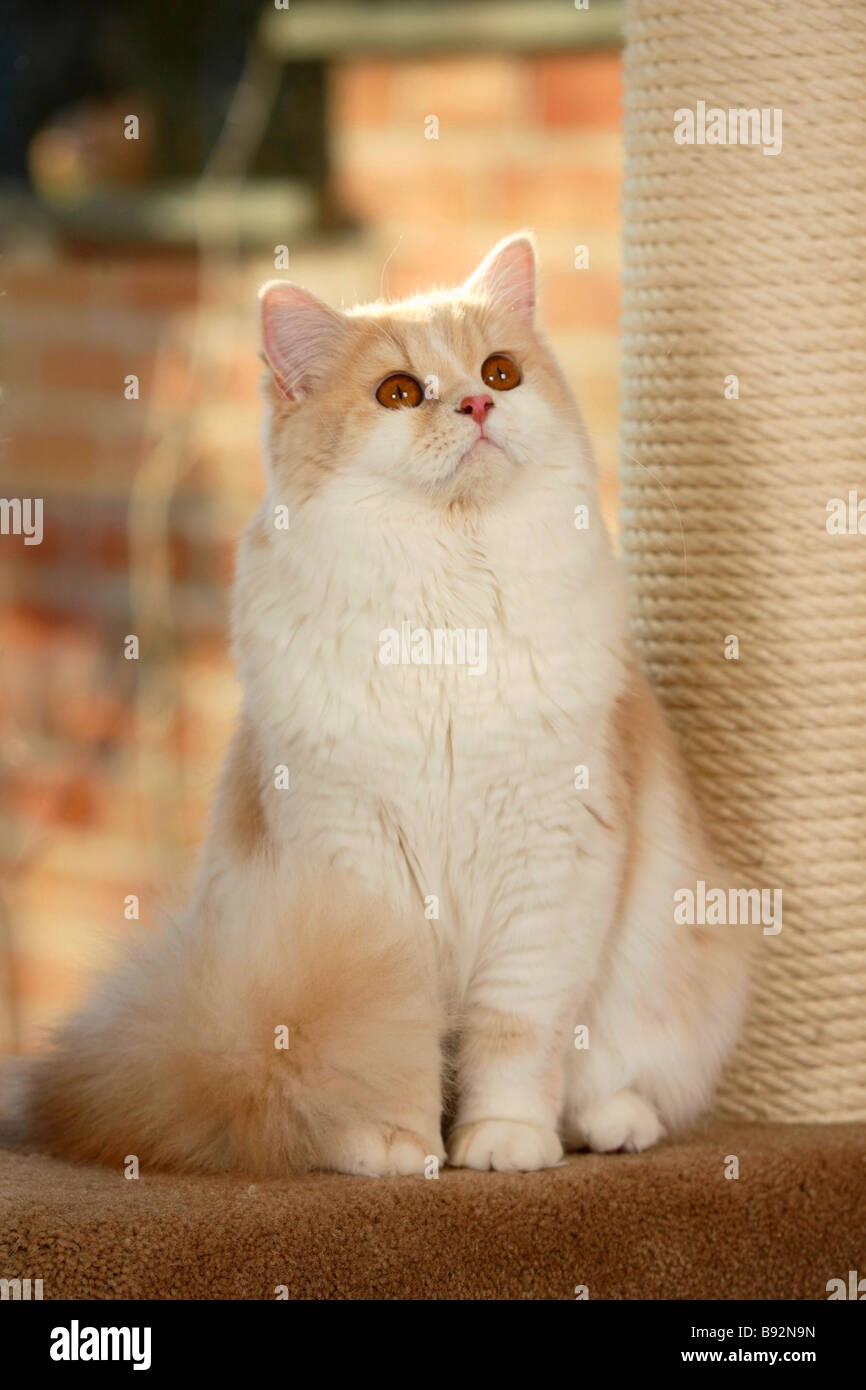 Cream sales white cat