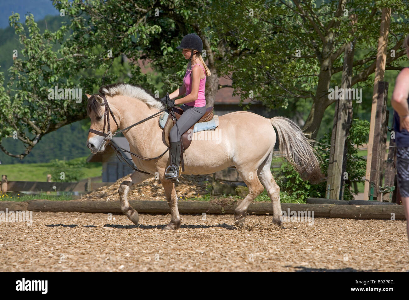 girl riding on Norwegian Forest horse Stock Photo Alamy