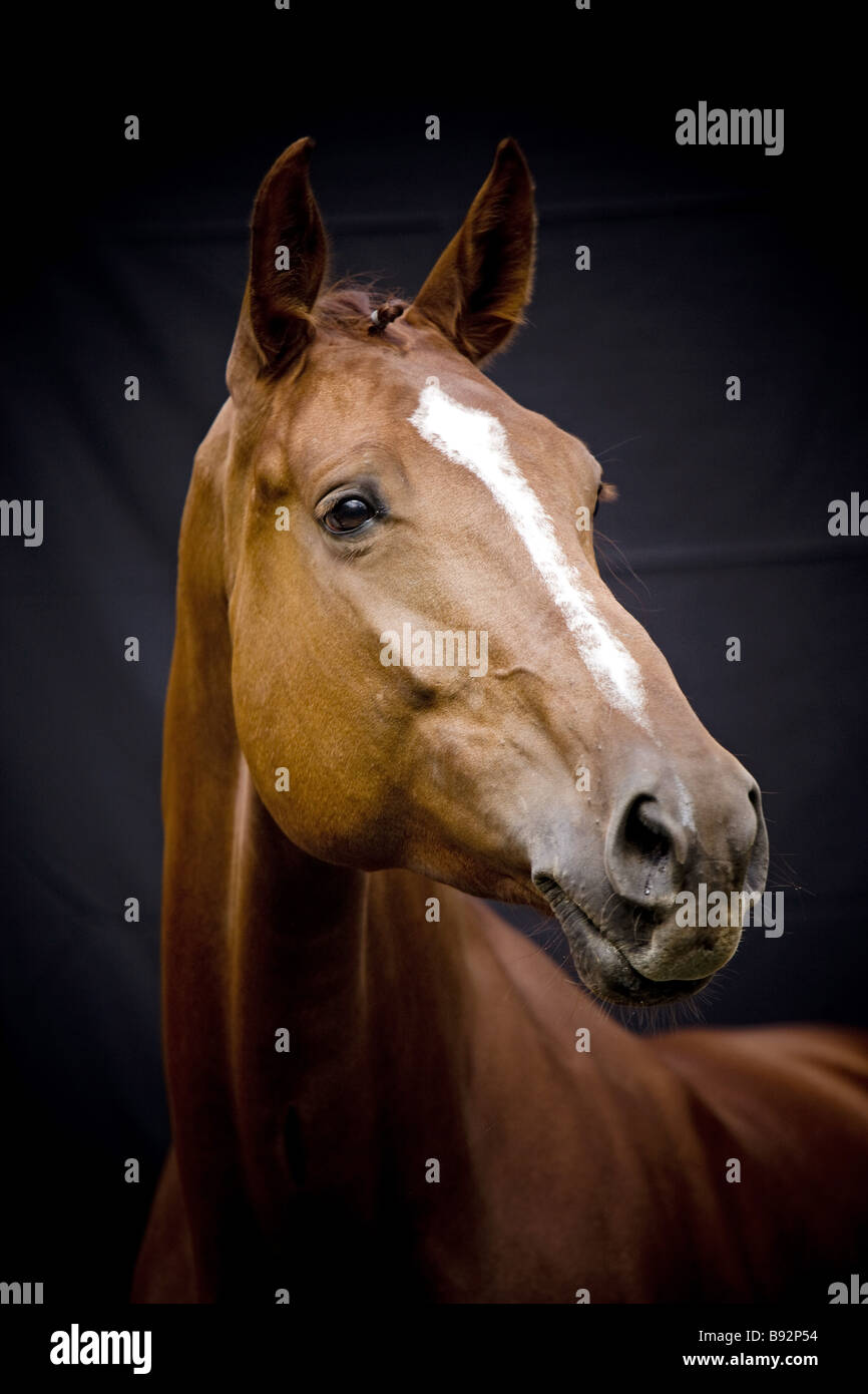 Oldenburg Horse. Portrait of chestnut adult with blaze Stock Photo