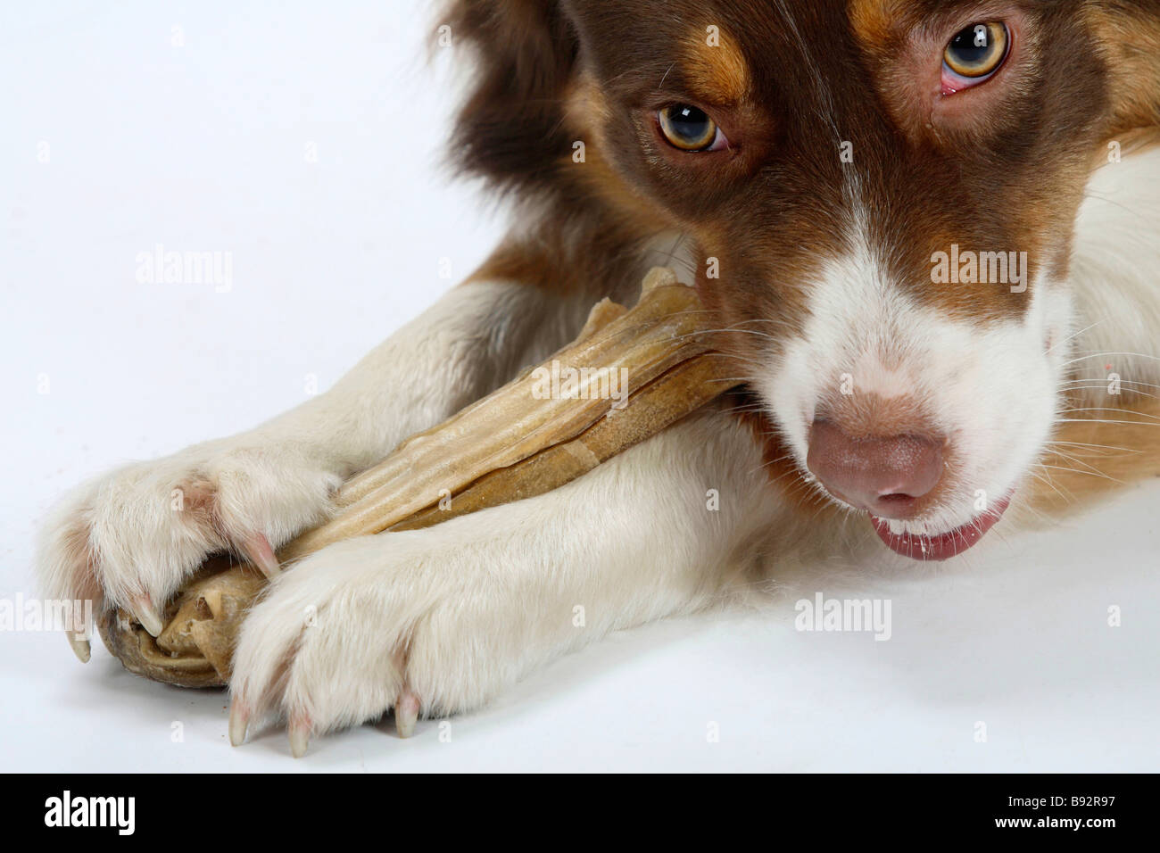 Australian Shepherd red tri rawhide bone paw paws Stock Photo Alamy