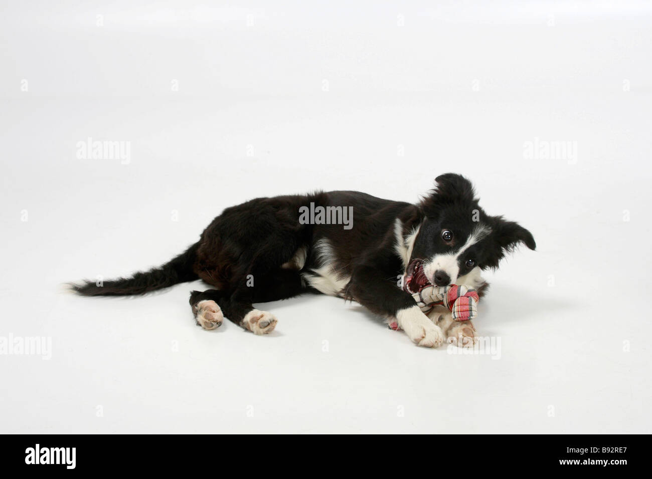 Border Collie Chewing Toy Hi res Stock Photography And Images Alamy