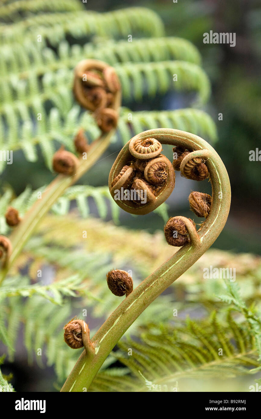 Tree fern fronds fiddlehead Stock Photo Alamy