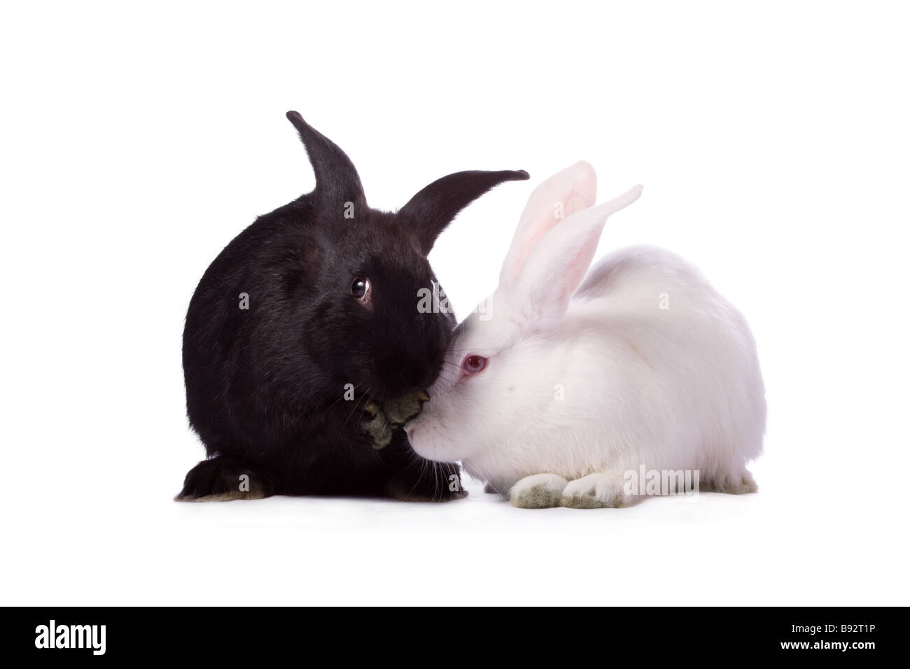 Black rabbit and white rabbit isolated on white background Stock Photo