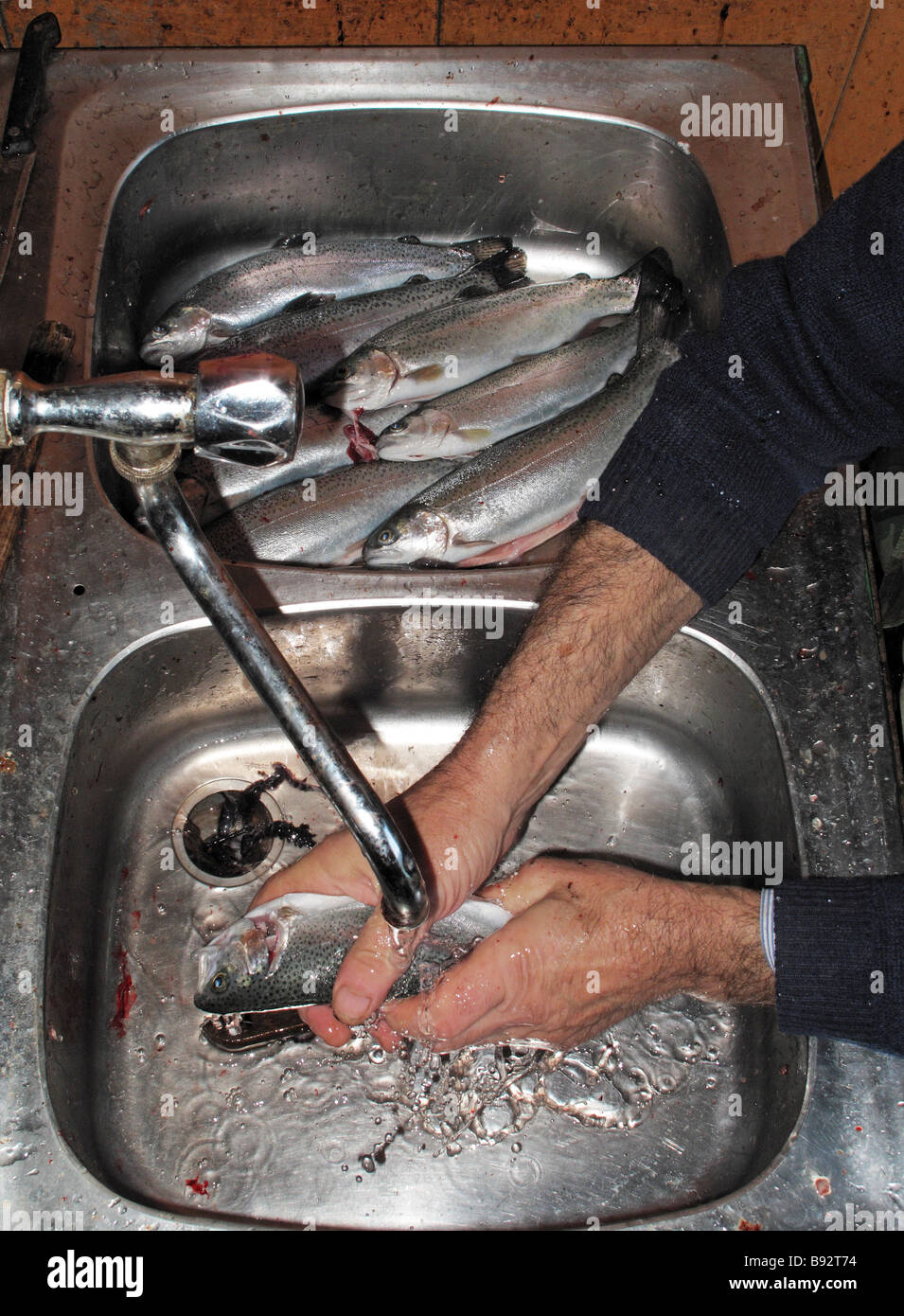 Hands clean fish in kitchen sink Stock Photo Alamy