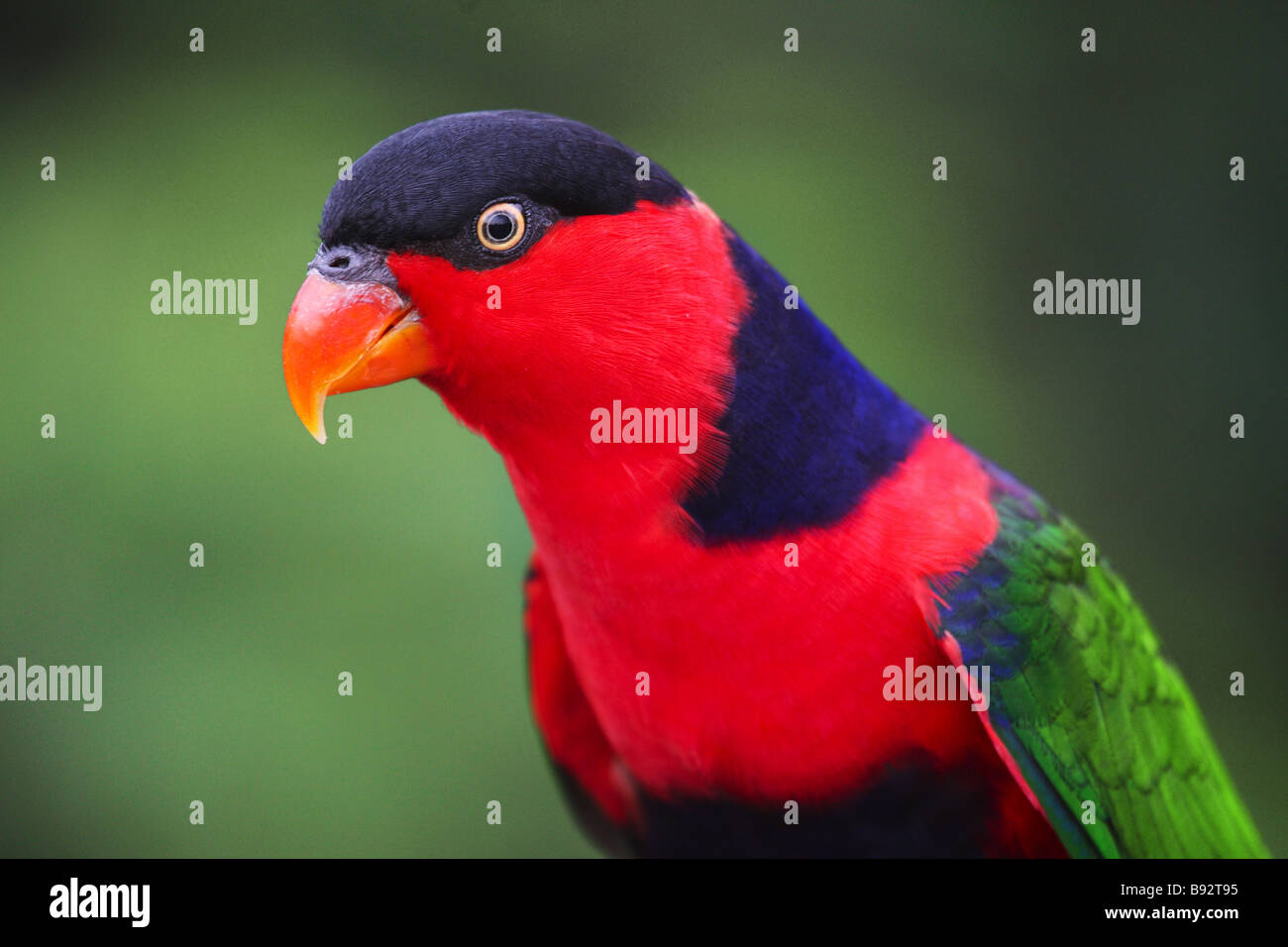 Black capped lorikeet hi-res stock photography and images - Alamy