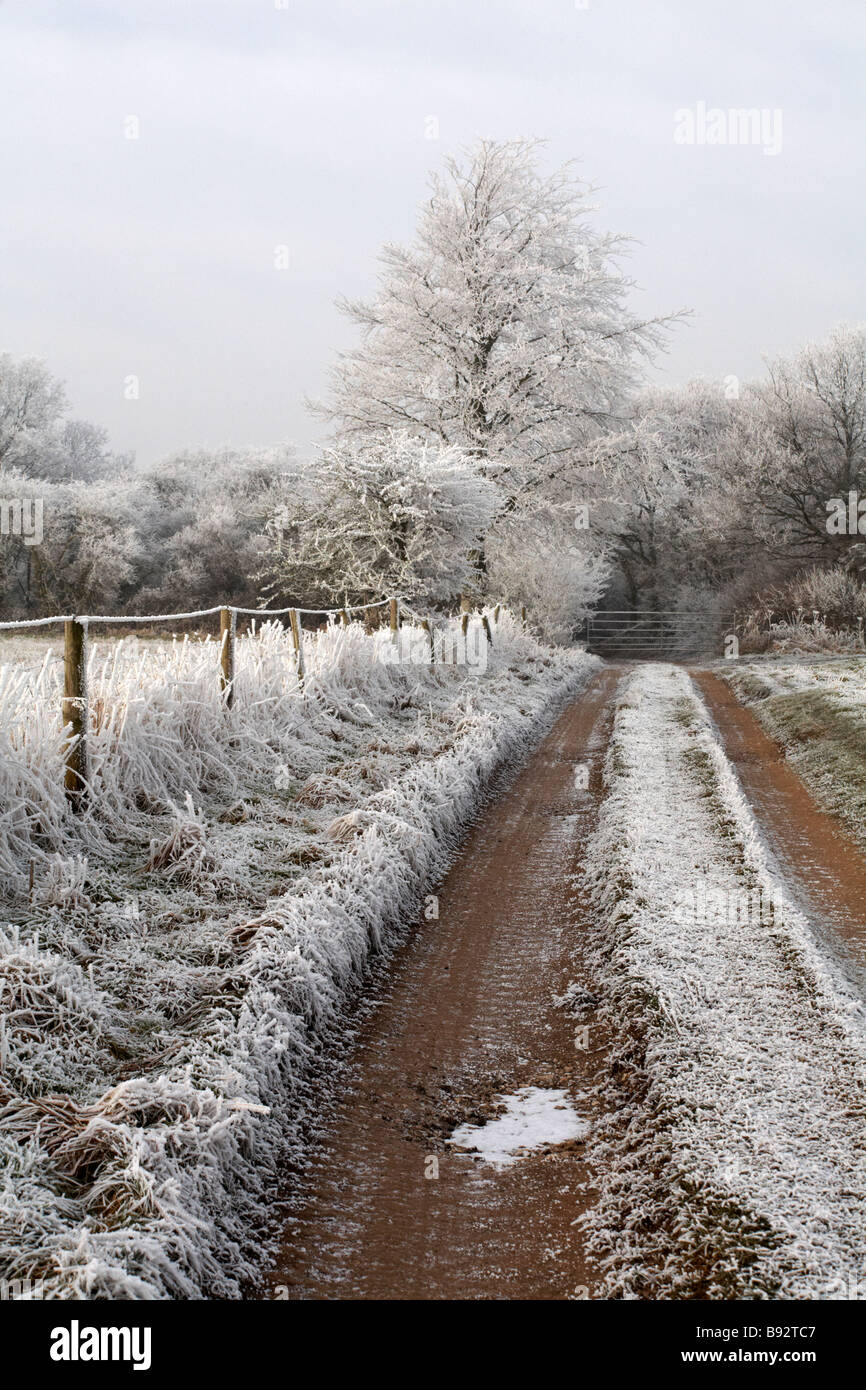Track though Dorset countryside covered with hoar frost hoarfrost at Dorset, UK in January - frost on a tree, frosted tree Stock Photo