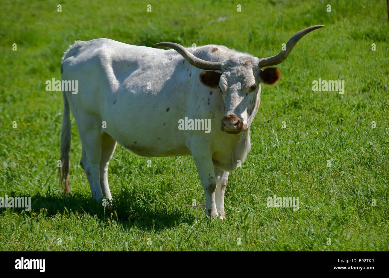 Long Horn Cow Stock Photo