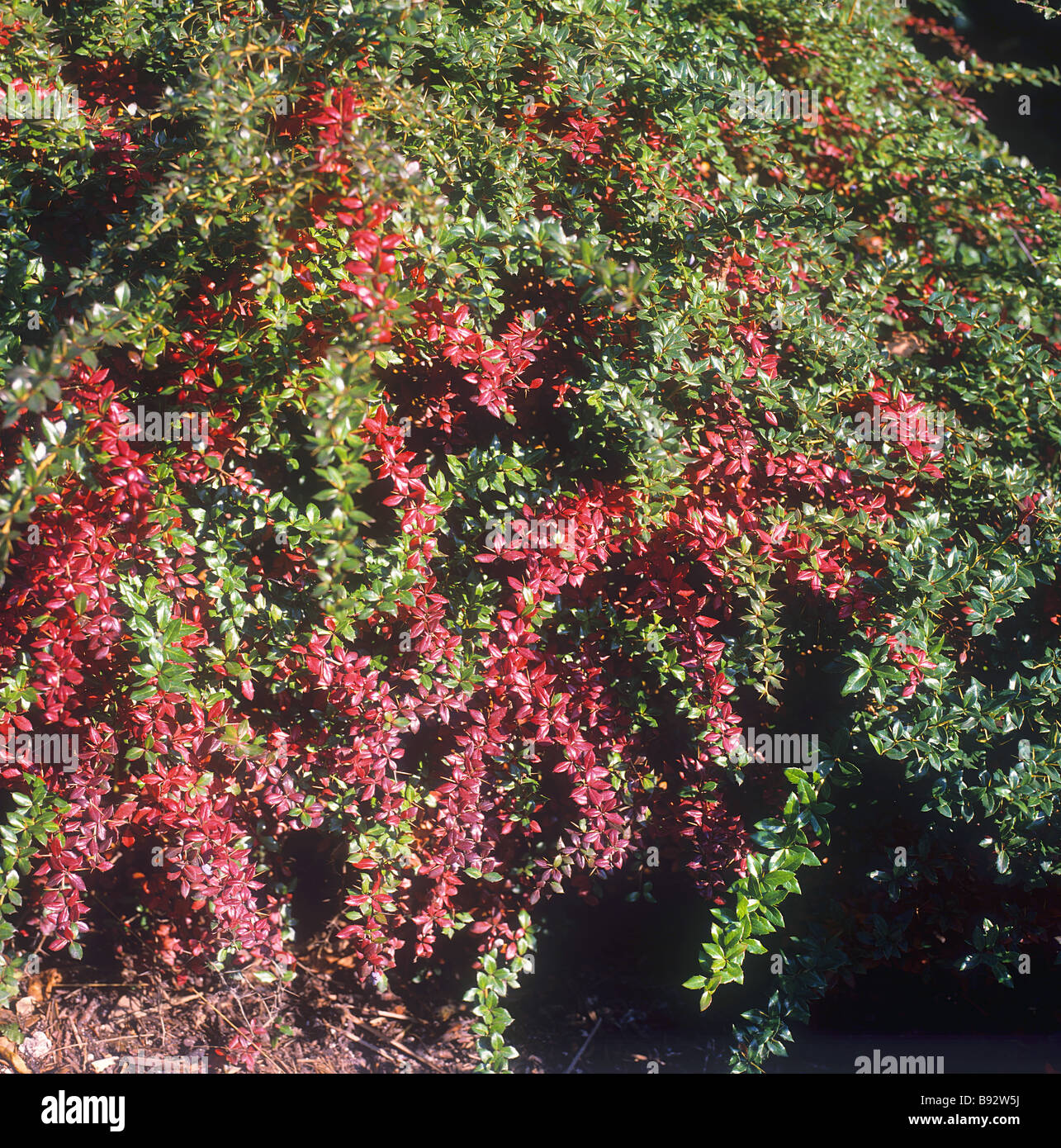 Warty barberry / Berberis verruculosa Stock Photo