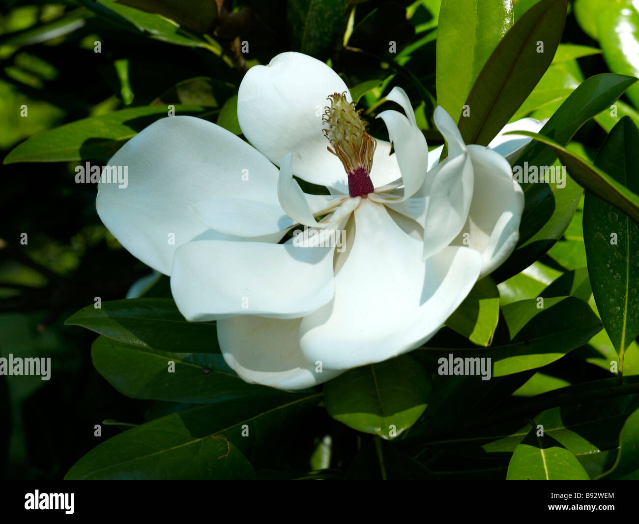 Magnolia grandiflora hi-res stock photography and images - Alamy