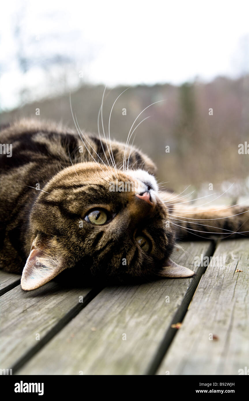 Enjoy cat hires stock photography and images Alamy