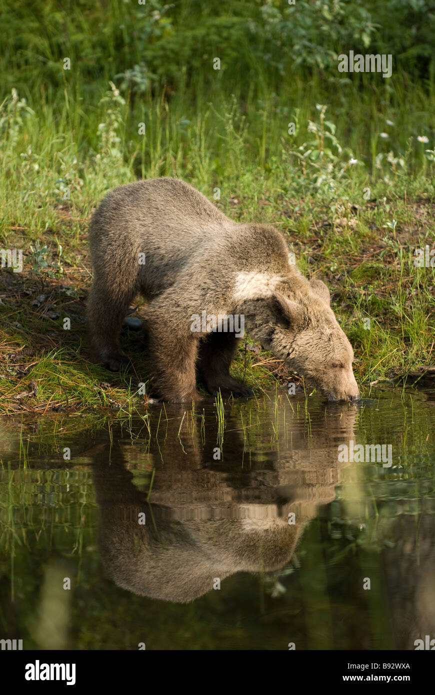 Grizzly bear casting a beautiful reflection in the still water of a shallow pond as it leans over to take a drink Stock Photo