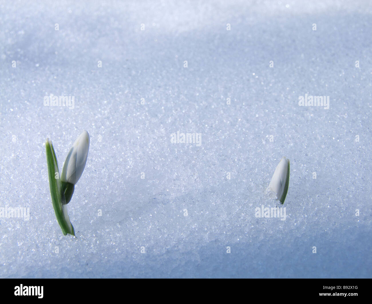 Common snowdrop  ( Galanthus nivalis ) in snow Stock Photo