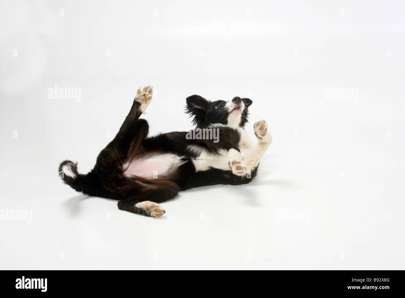 Border Collie puppy 4 month submissive behaviour Stock Photo