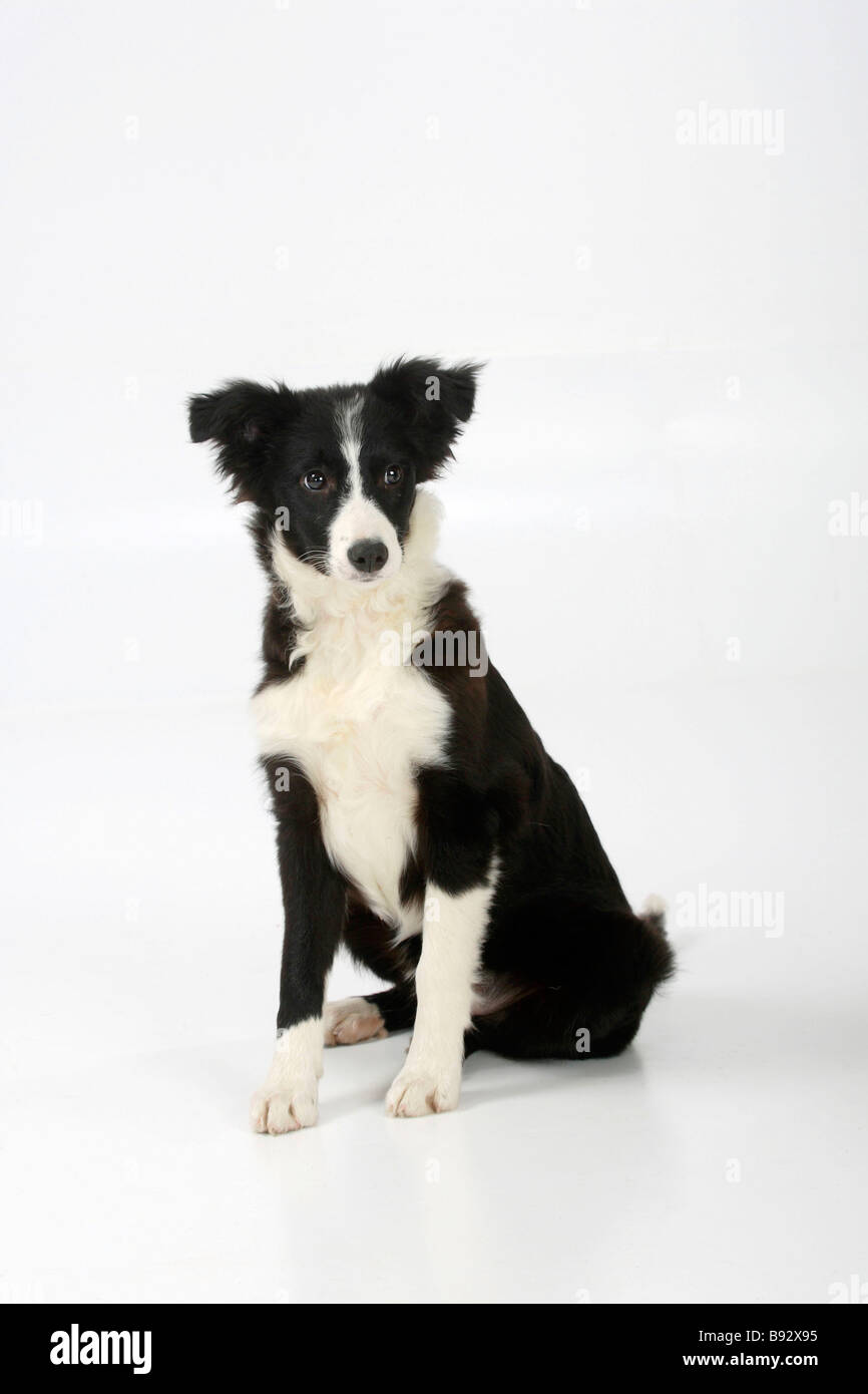 Border collie dog sitting cut hi-res stock photography and images - Page 2  - Alamy