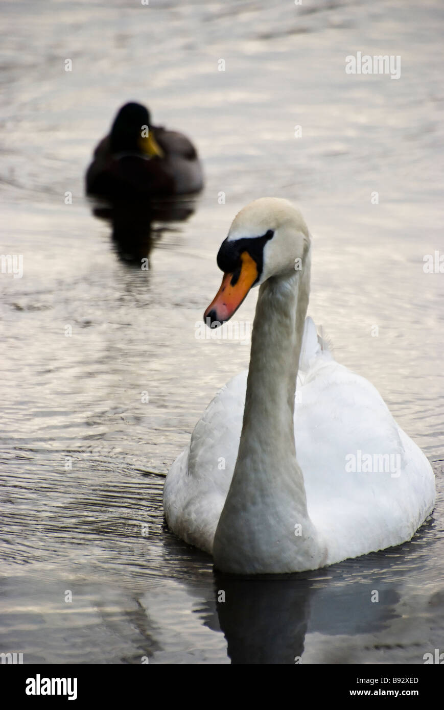 A beautiful white swan and duck drift along on Lost Lagoon in Stanley Park, Vancouver, British Columbia, Canada. Stock Photo
